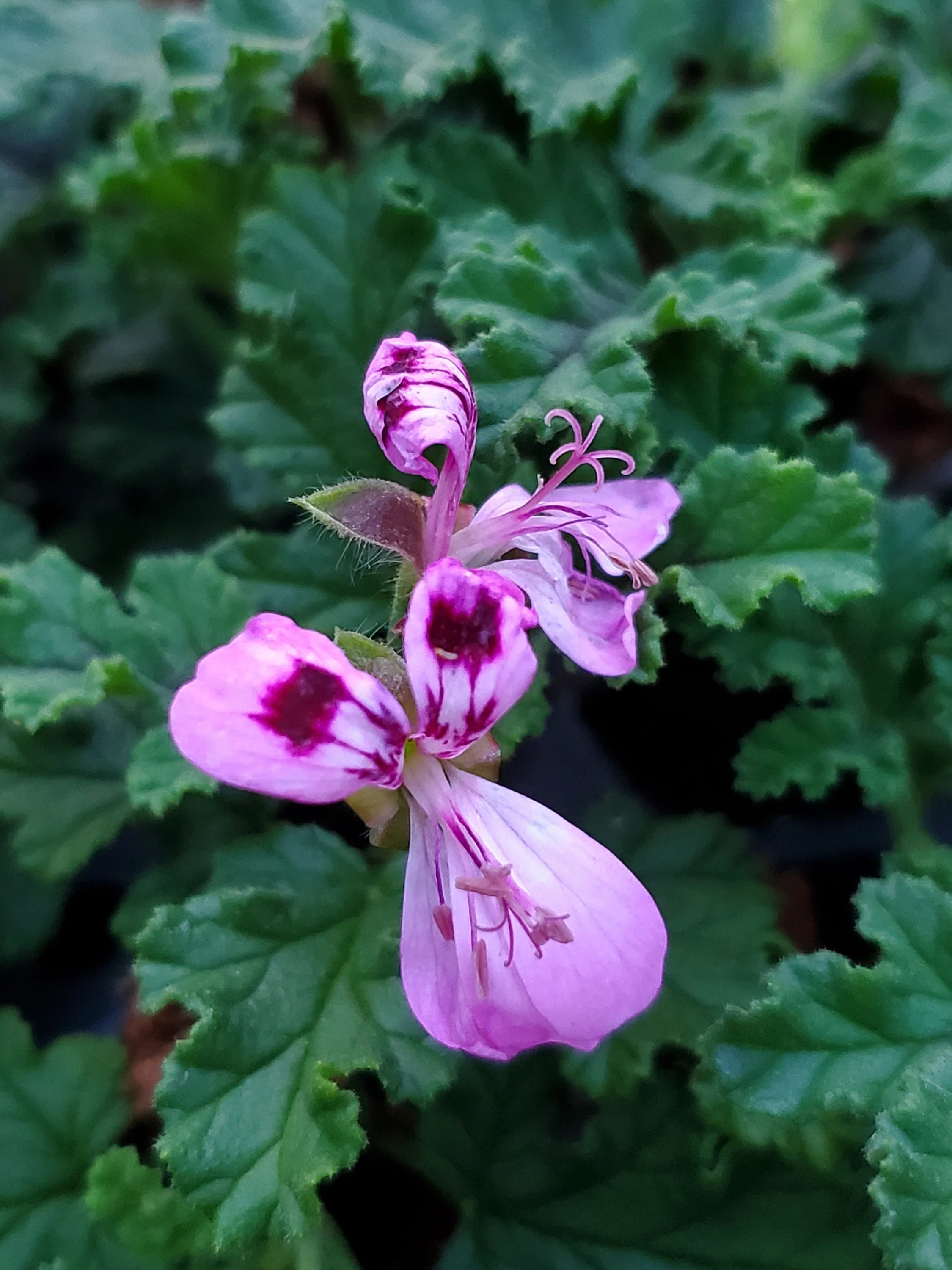 Scented Geranium Quercifolia - Image 4