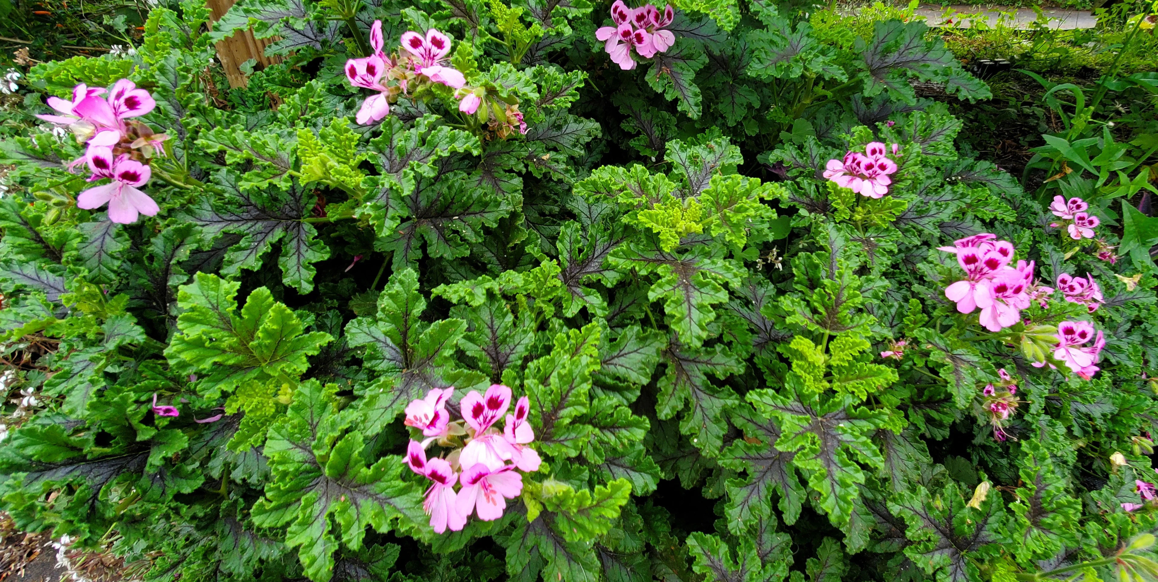 Scented Geranium Quercifolia - Image 5