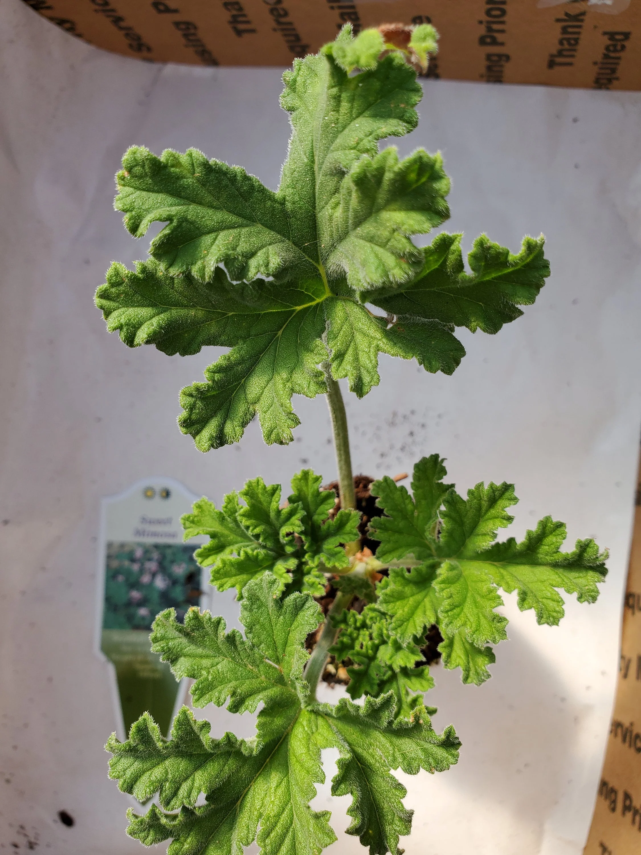 Scented Geranium Sweet Mimosa