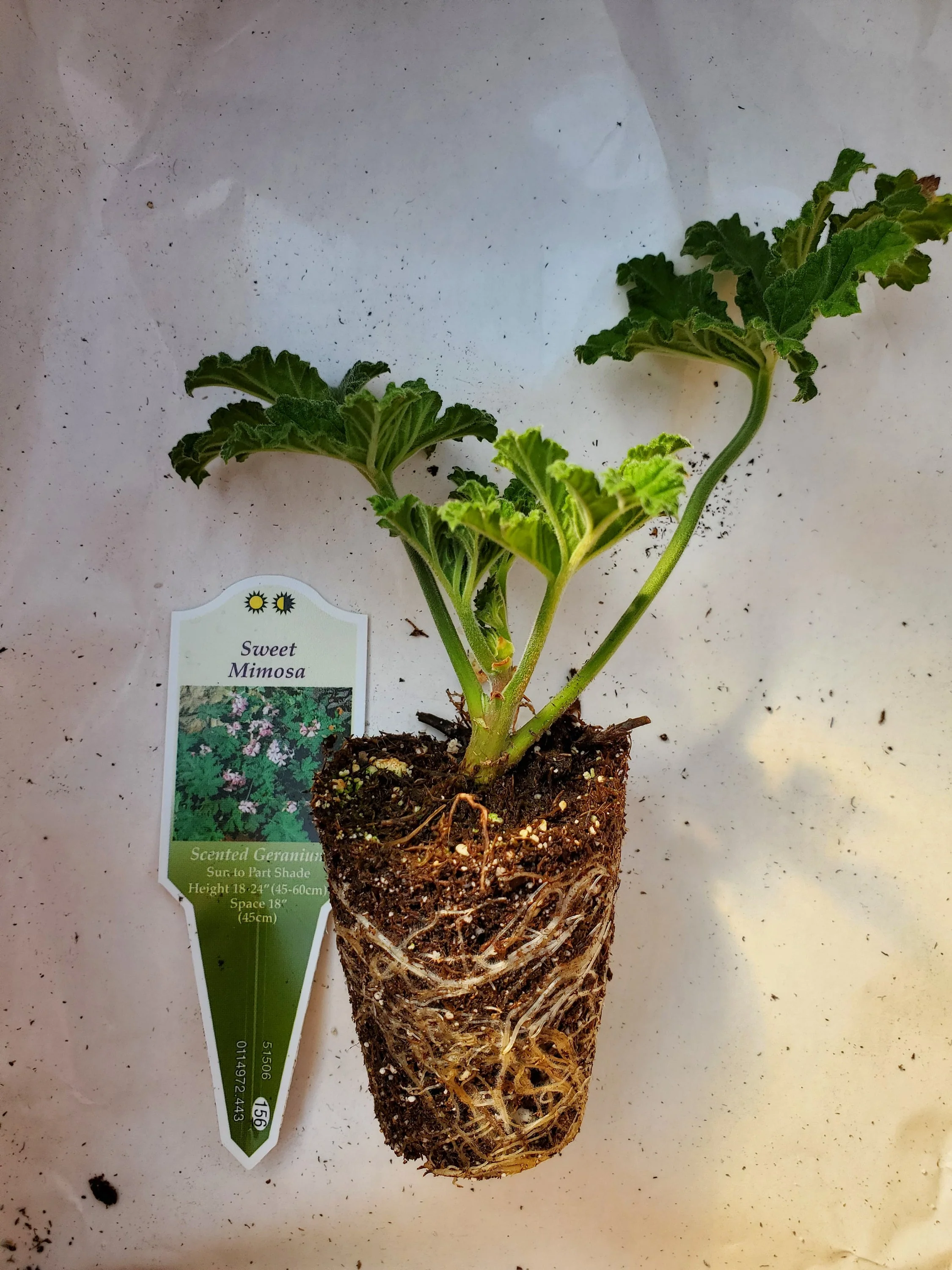 Scented Geranium Sweet Mimosa - Image 2