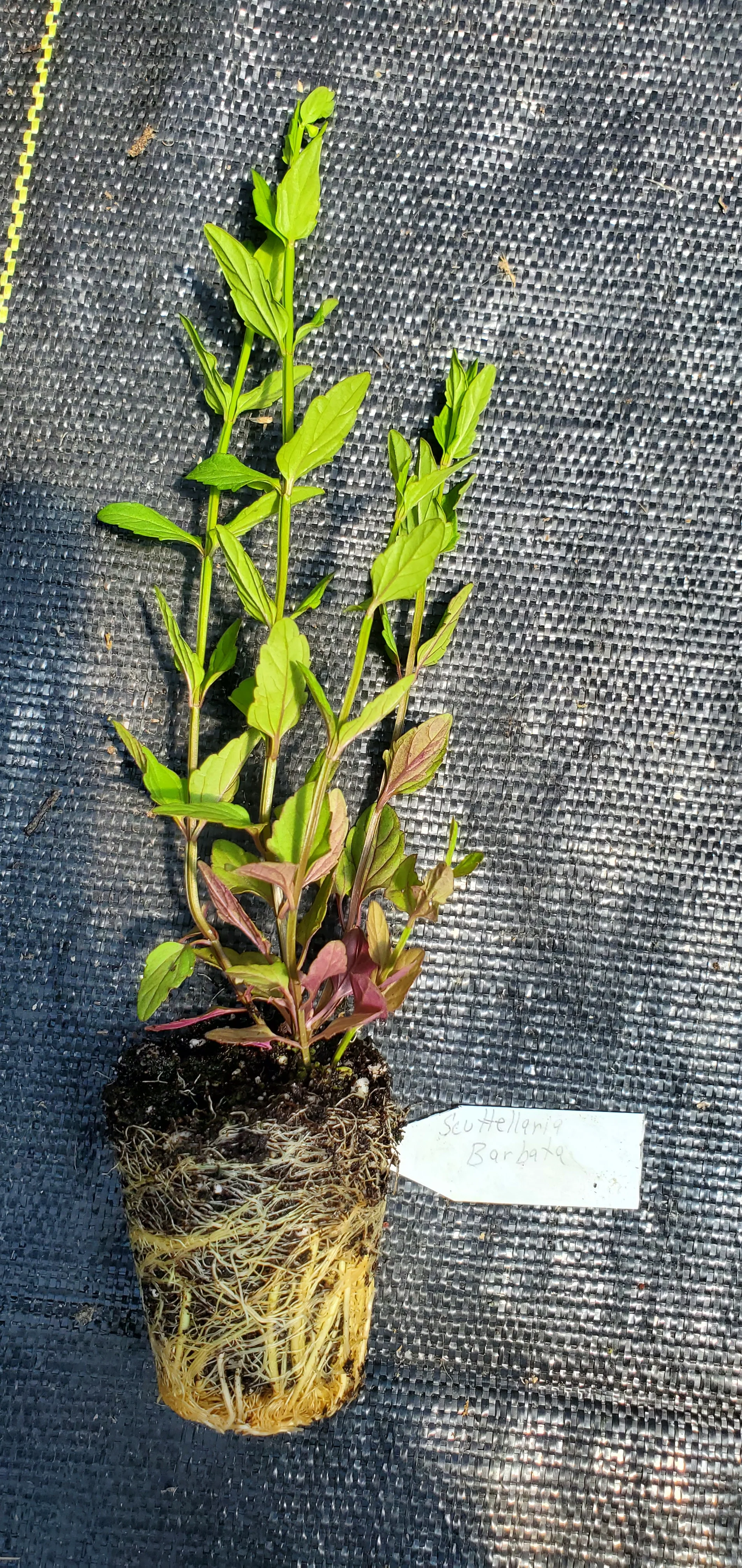 Scuttelaria Barbata Barbed Skullcap - Image 2