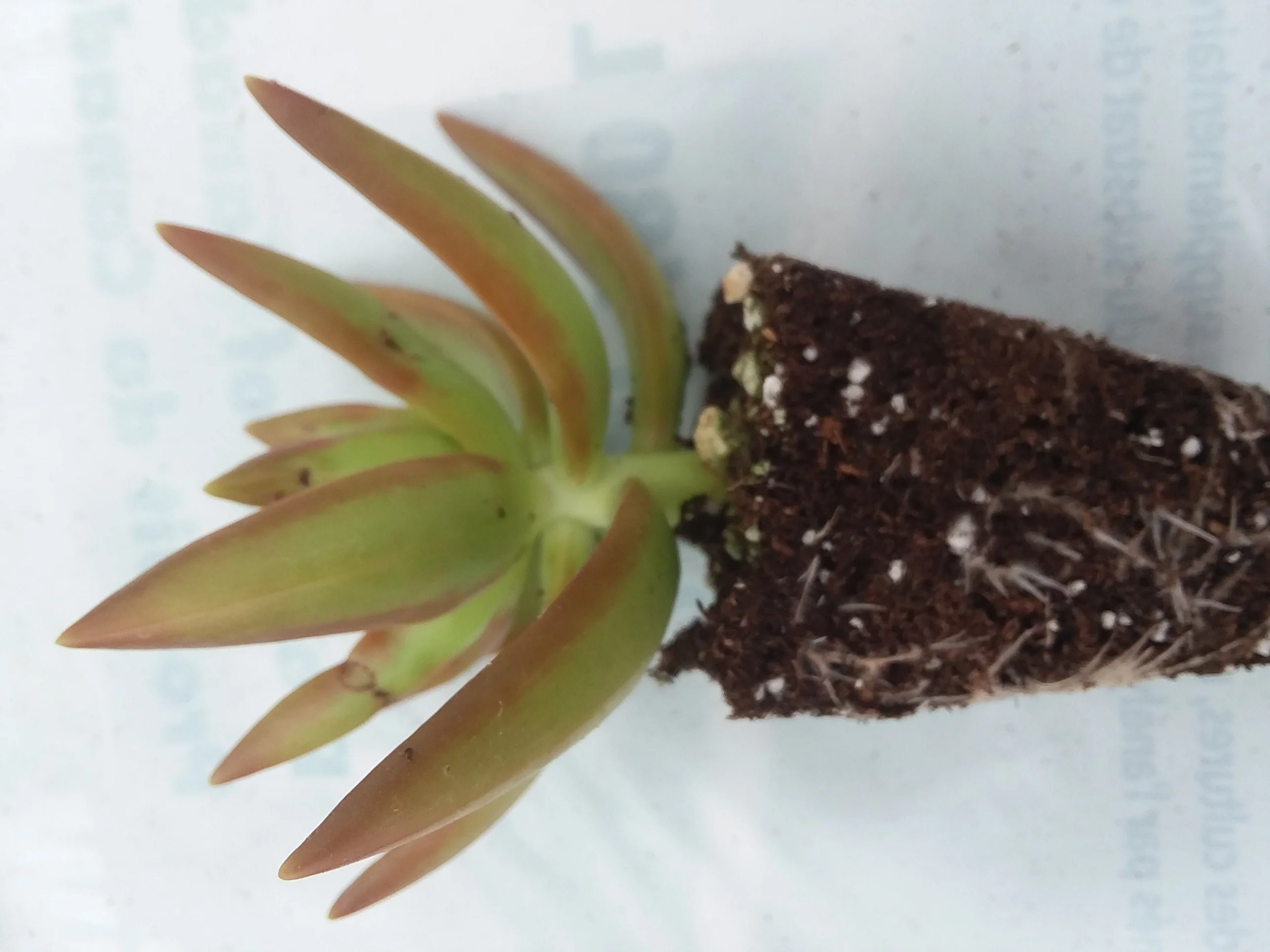 Sedum adolphii starter succulent plant - Image 2