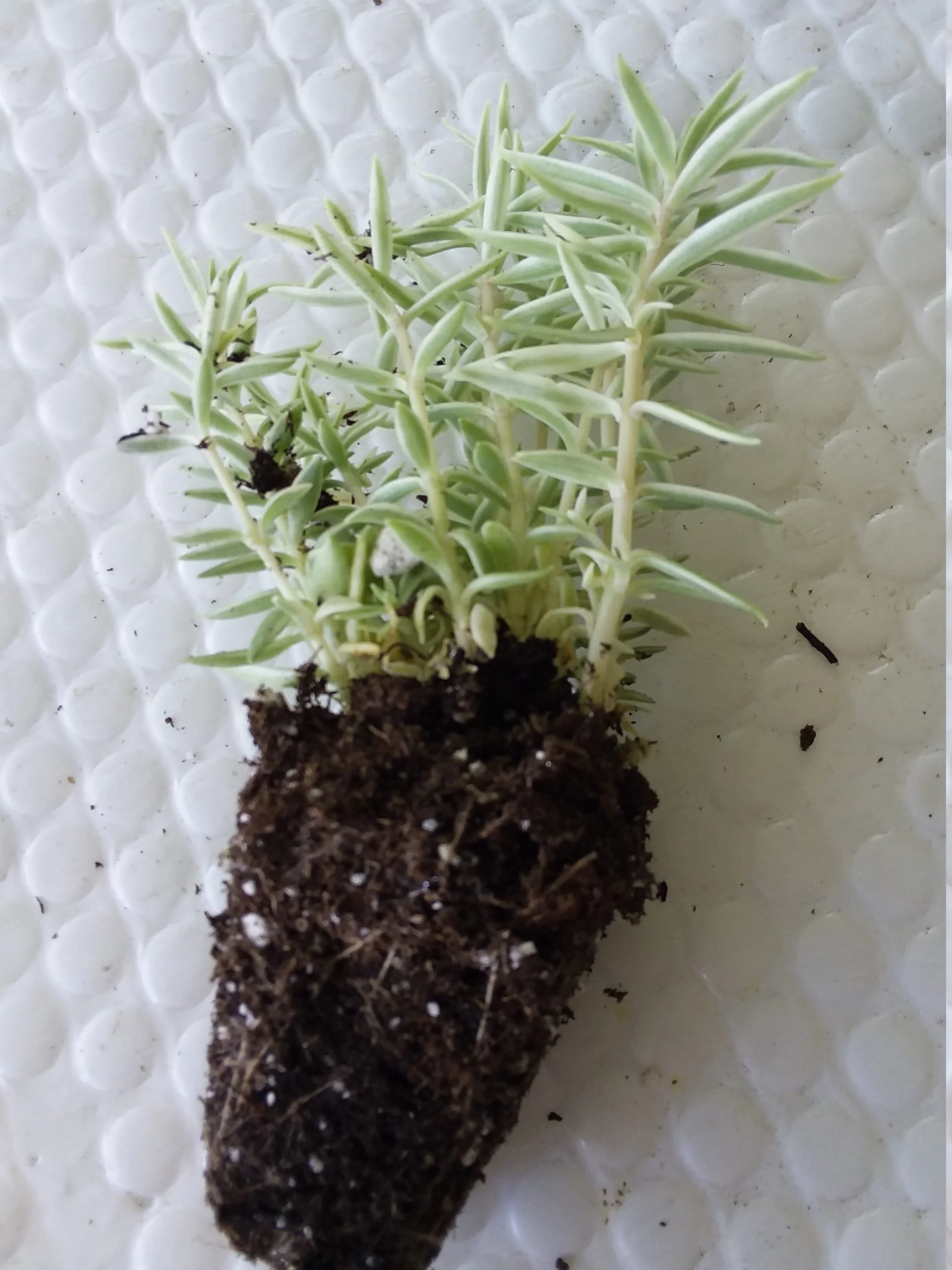 Sedum Lineare variegated - Image 2