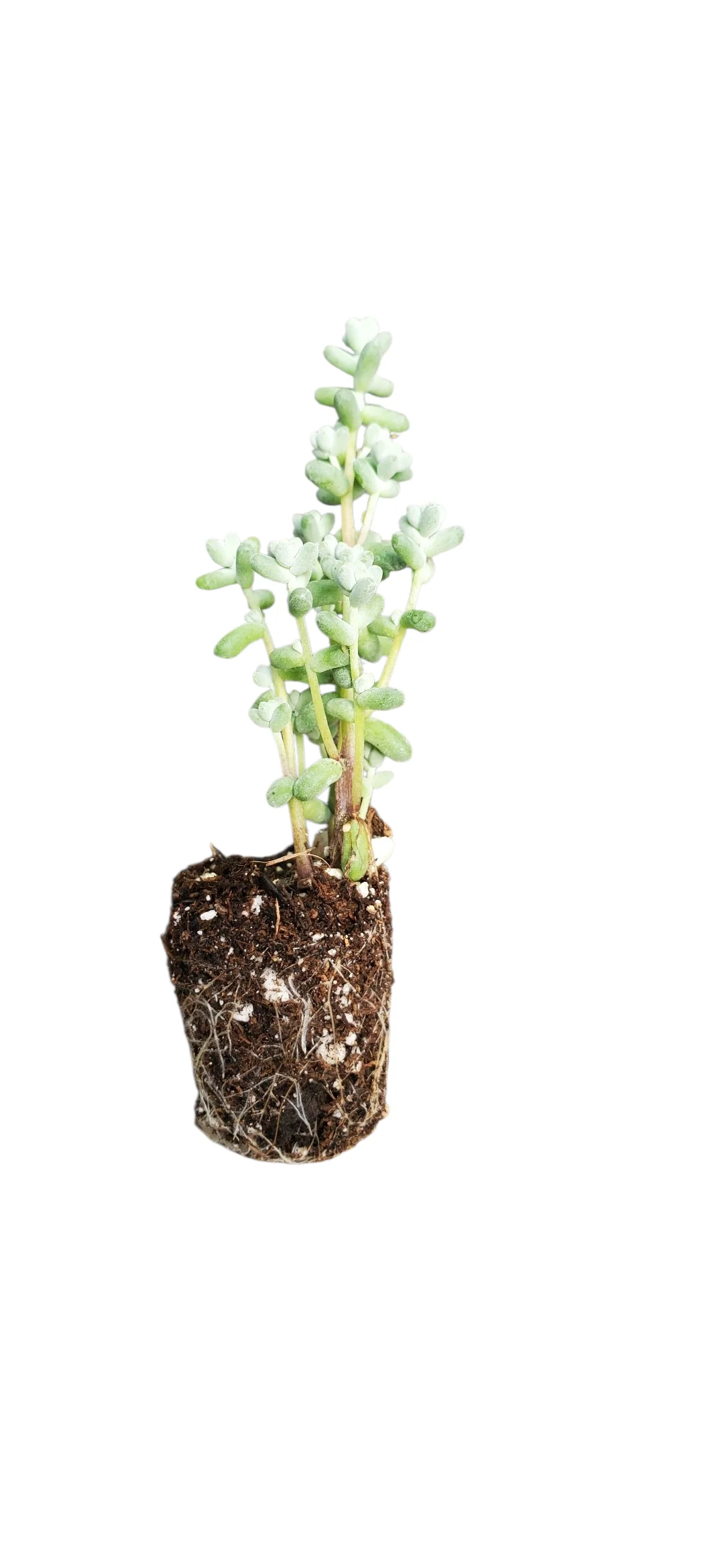 Sedum Silver Drops - Image 2
