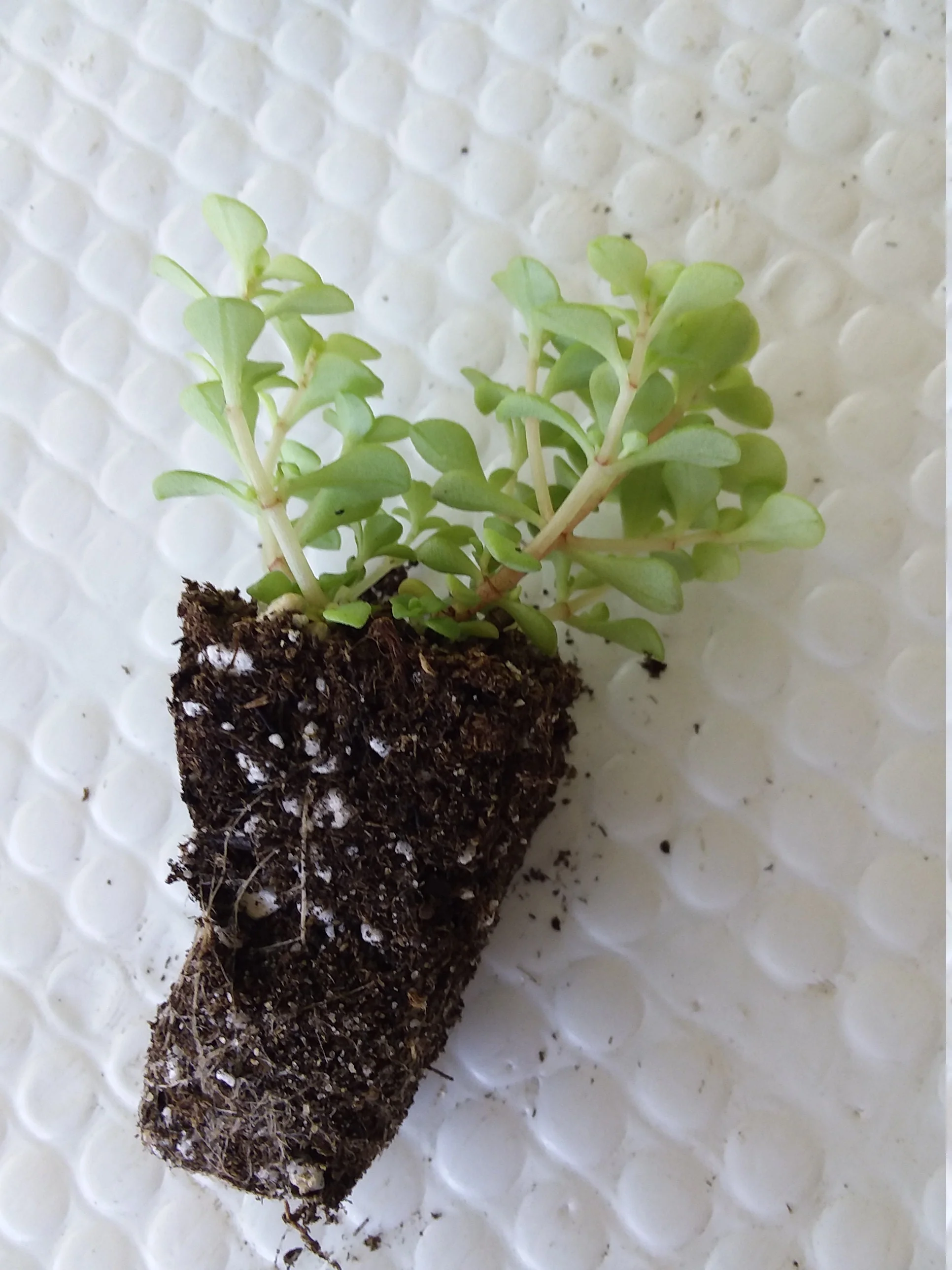 Sedum mackinoi Ogon - Image 2