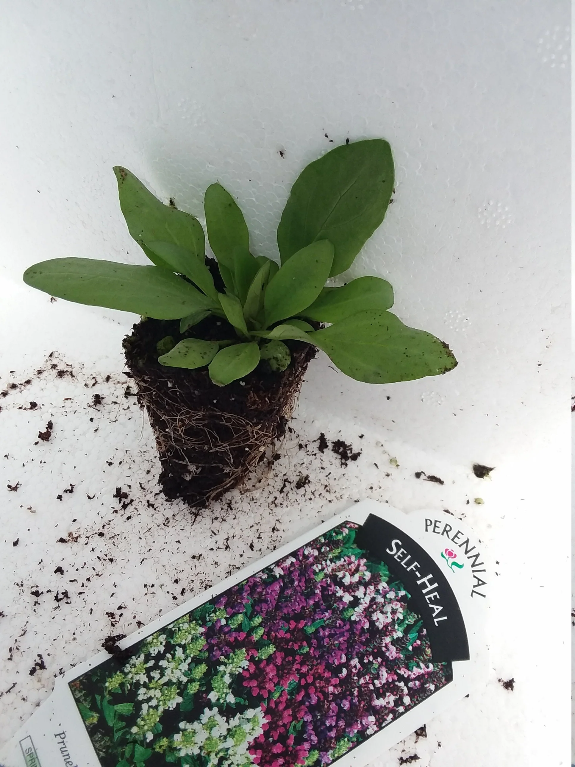 Self heal Prunella Grandiflora Bella Deep Rose