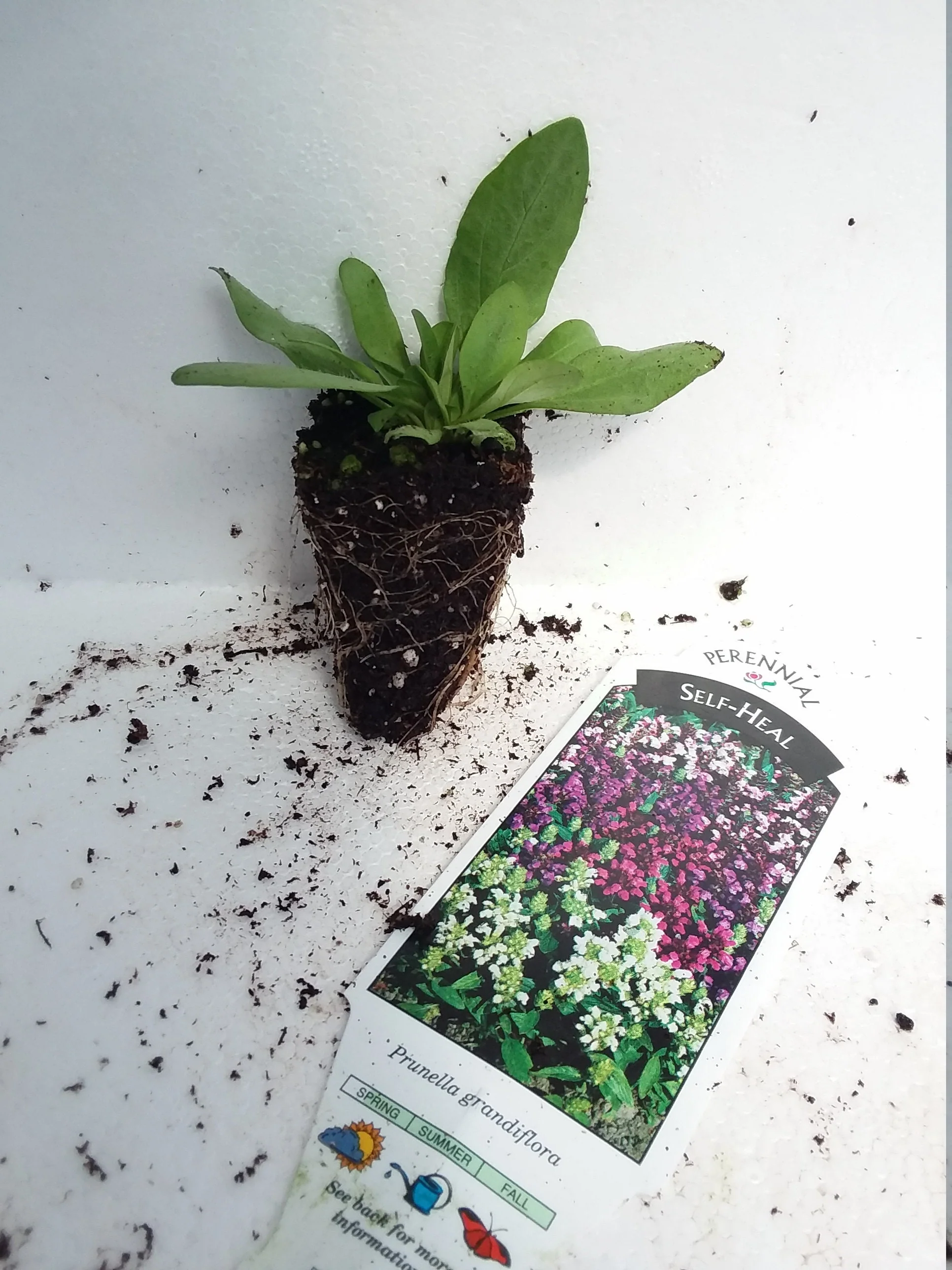 Self heal Prunella Grandiflora Bella Deep Rose - Image 2