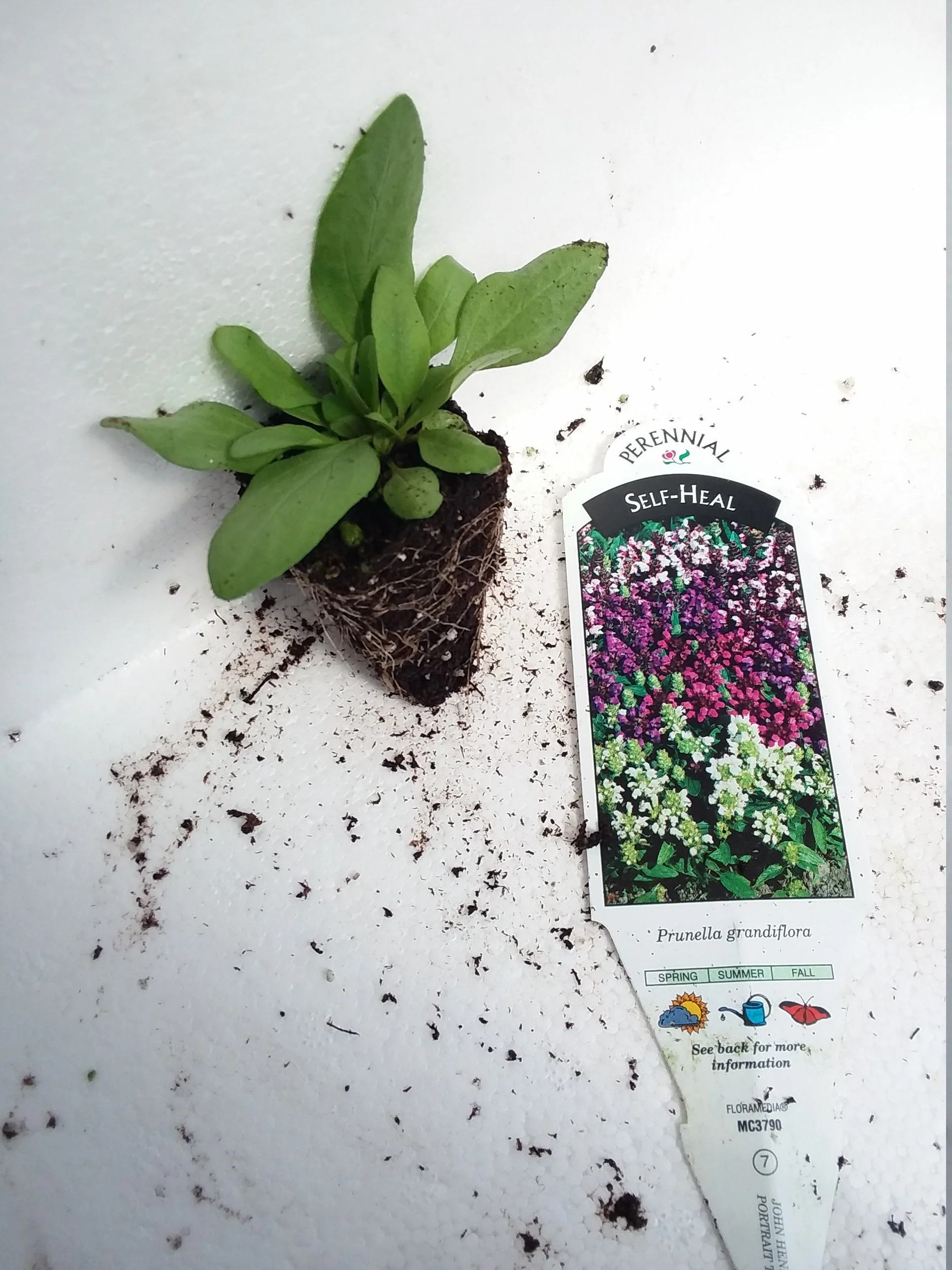 Self heal Prunella Grandiflora Bella Deep Rose - Image 3