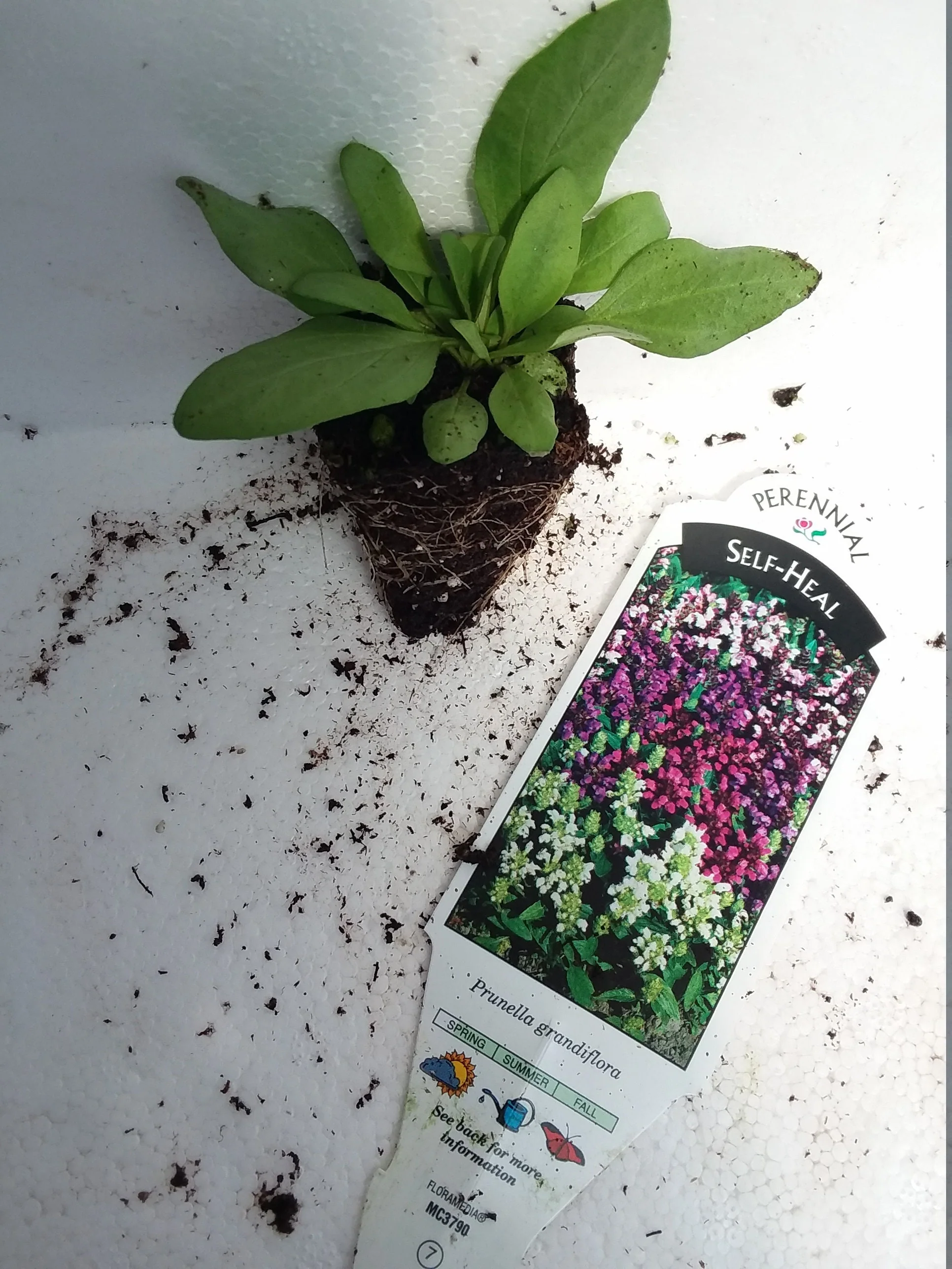 Self heal Prunella Grandiflora Bella Deep Rose - Image 4