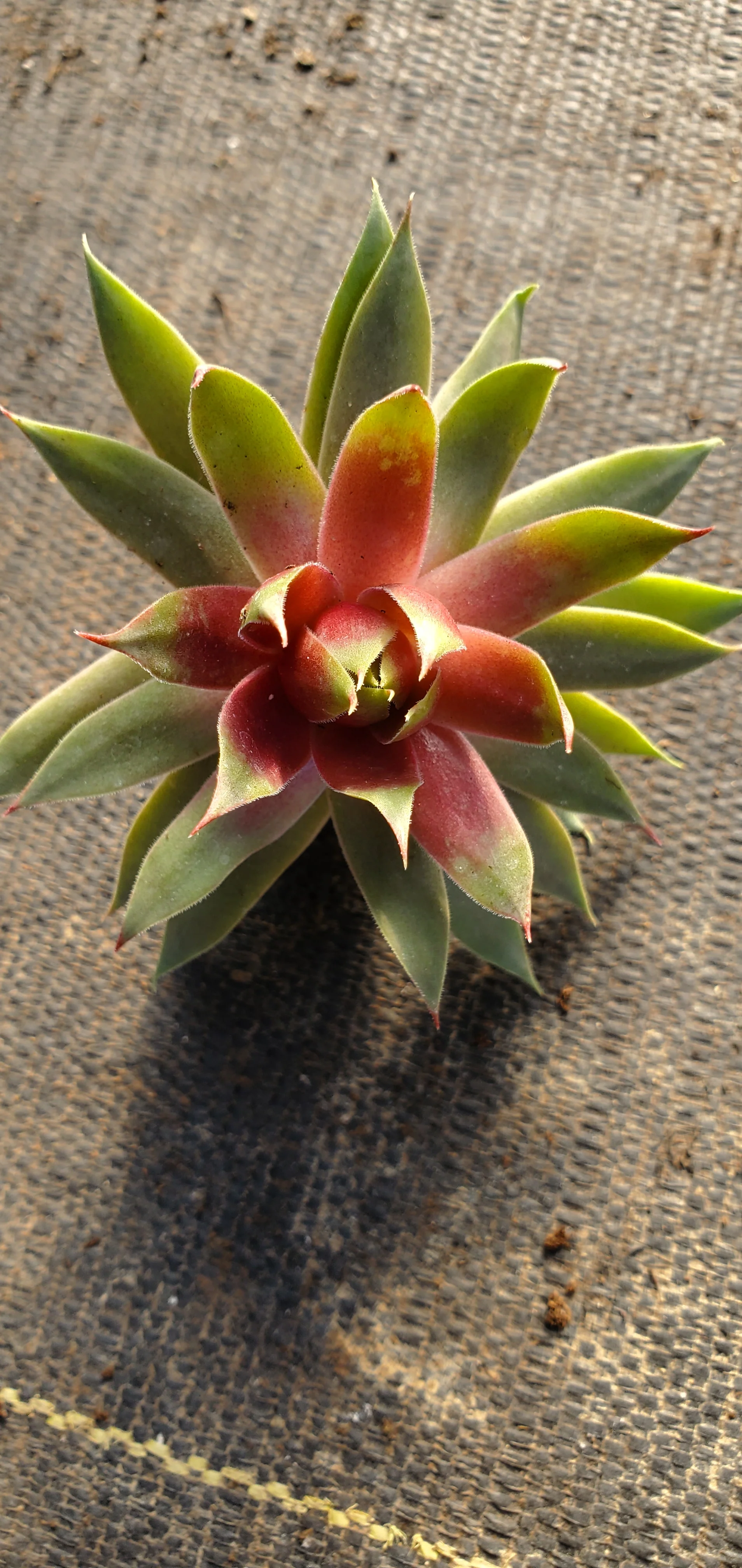 Sempervivum Supersemp Fire Quartz