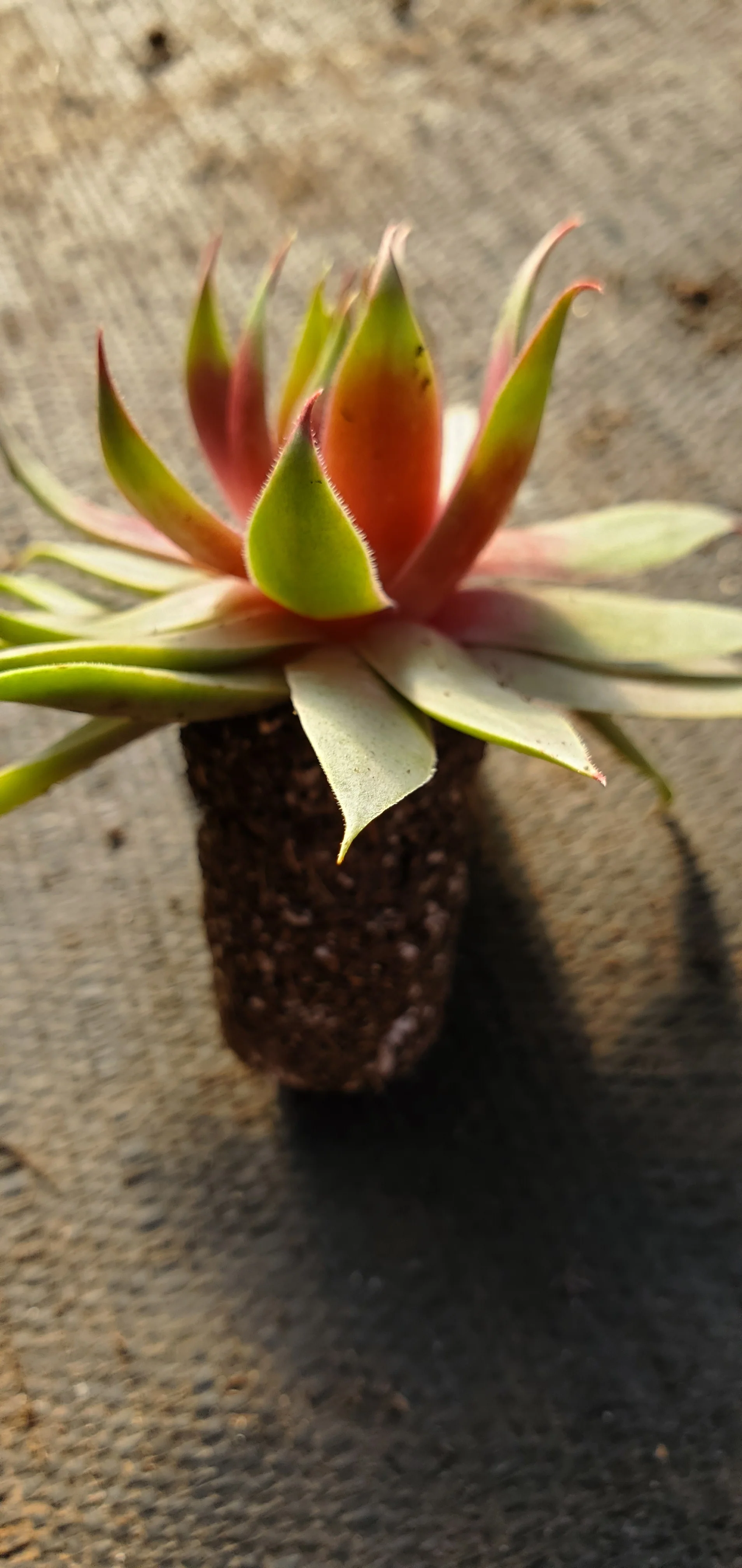 Sempervivum Supersemp Fire Quartz - Image 2