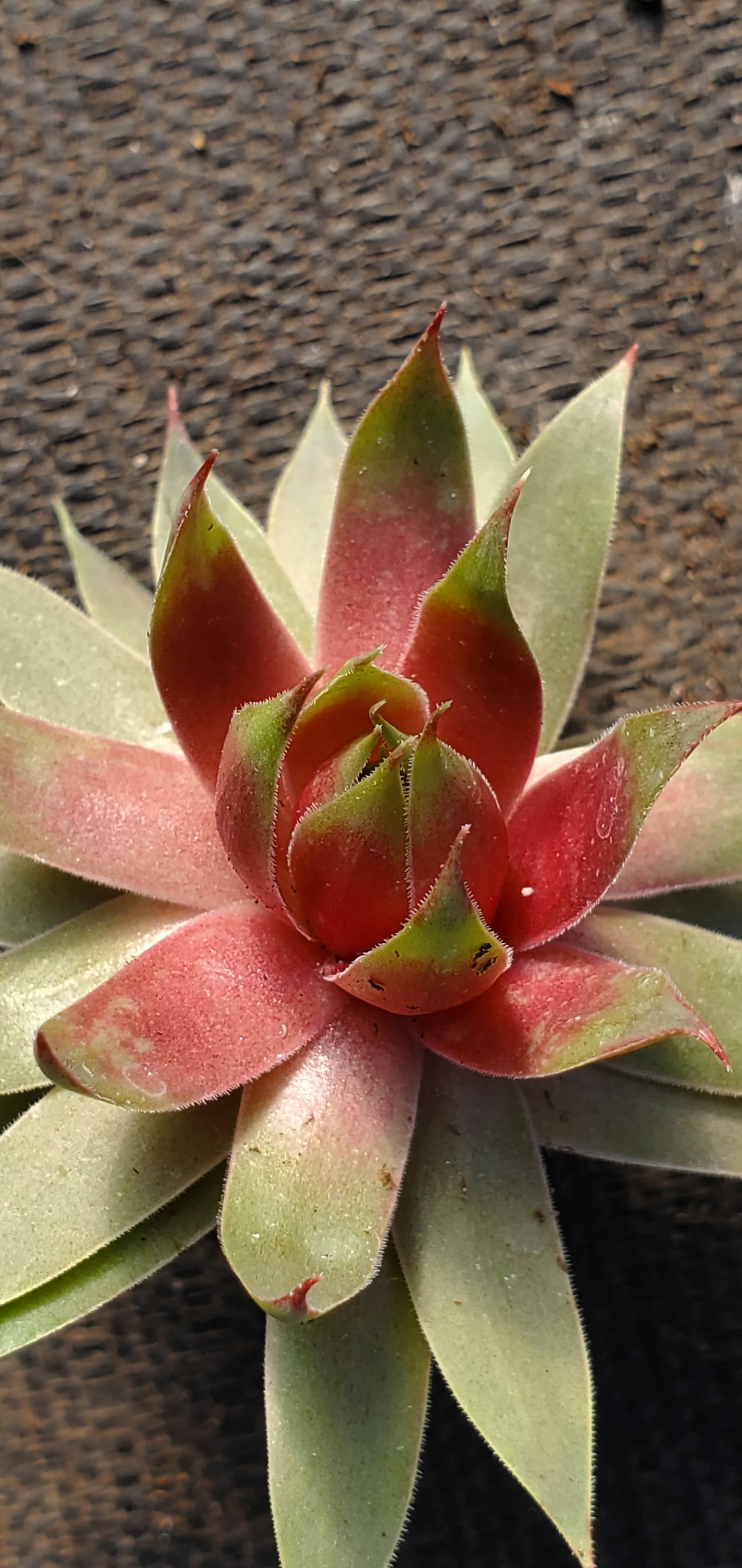 Sempervivum Supersemp Fire Quartz - Image 3