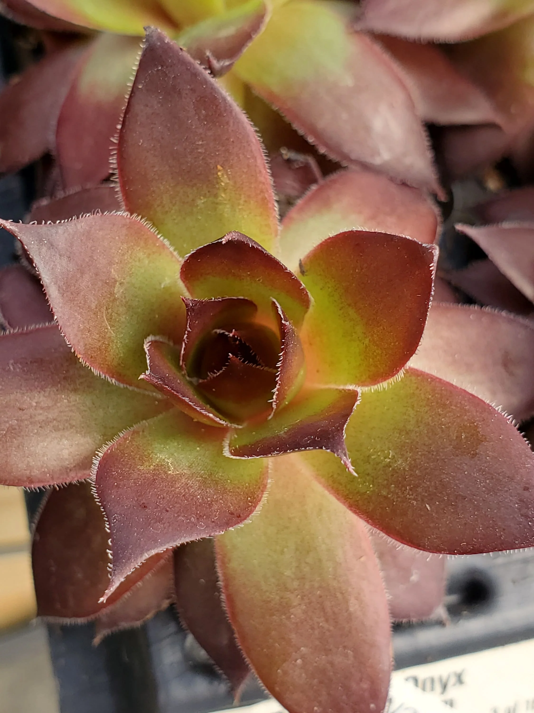 Sempervivum Supersemps Onyx
