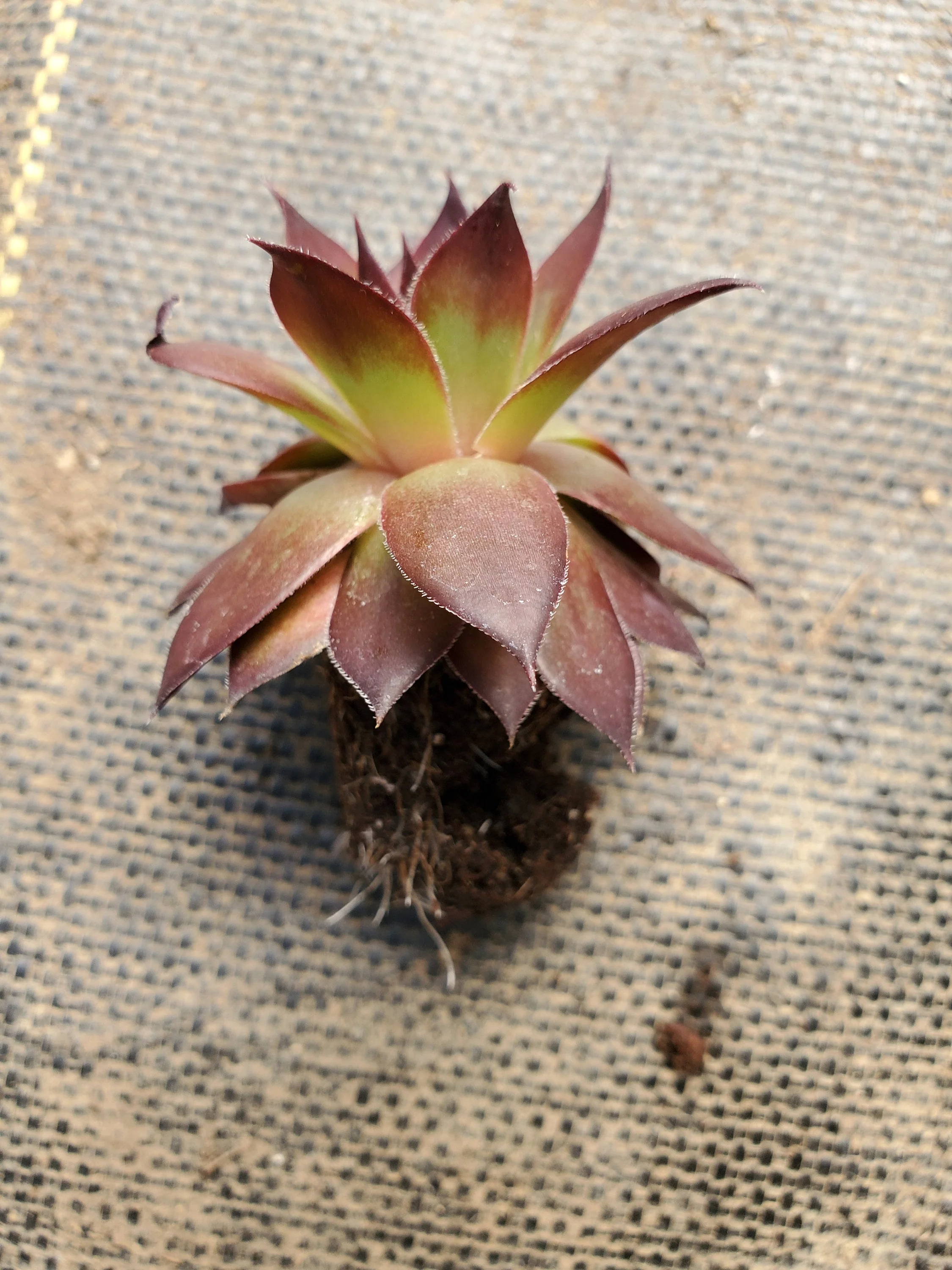 Sempervivum Supersemps Onyx - Image 2