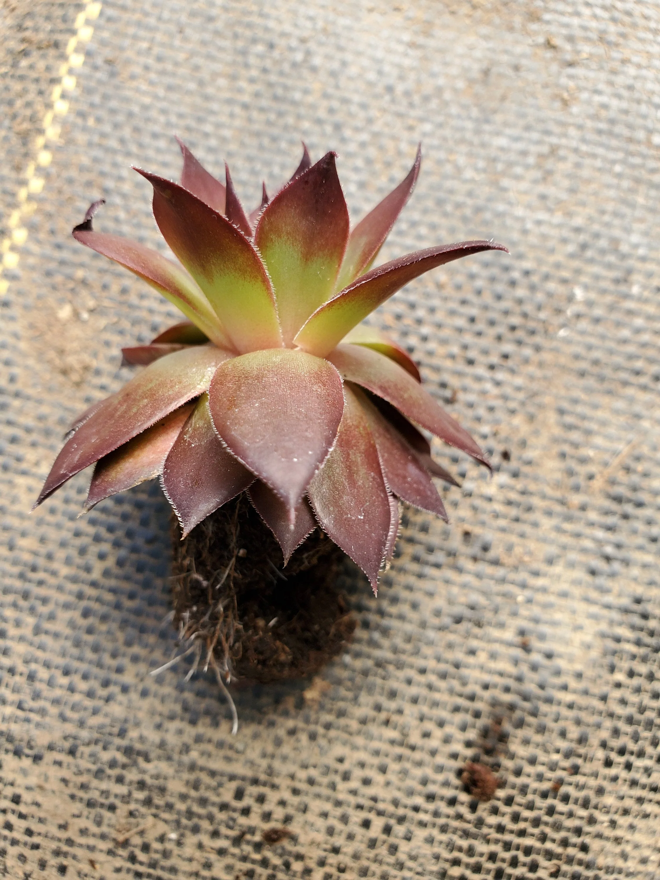 Sempervivum Supersemps Onyx - Image 3