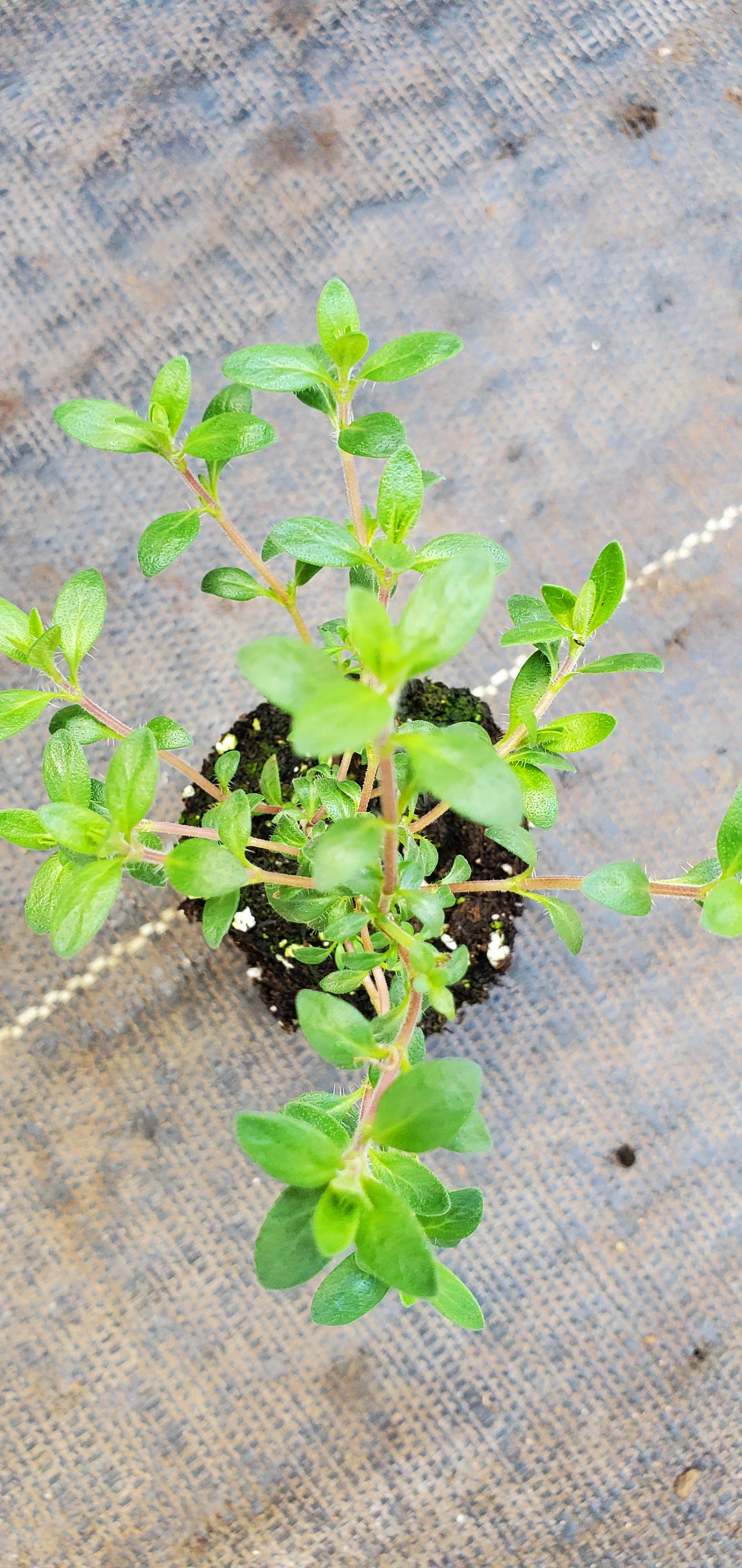 Sherbert Thyme