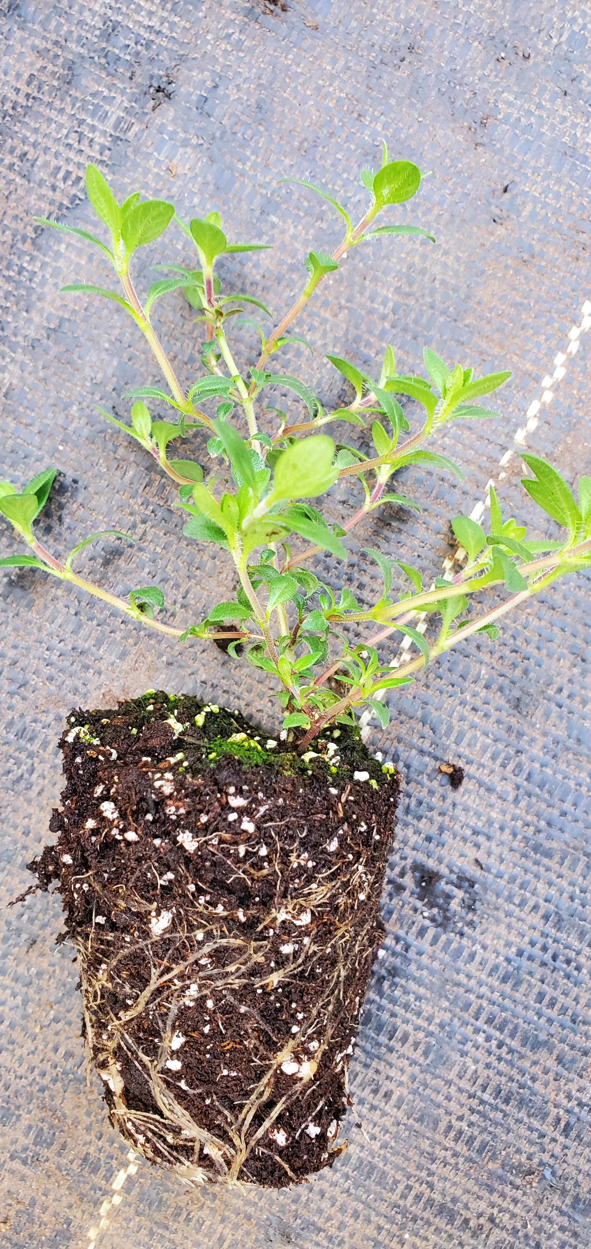 Sherbert Thyme - Image 2