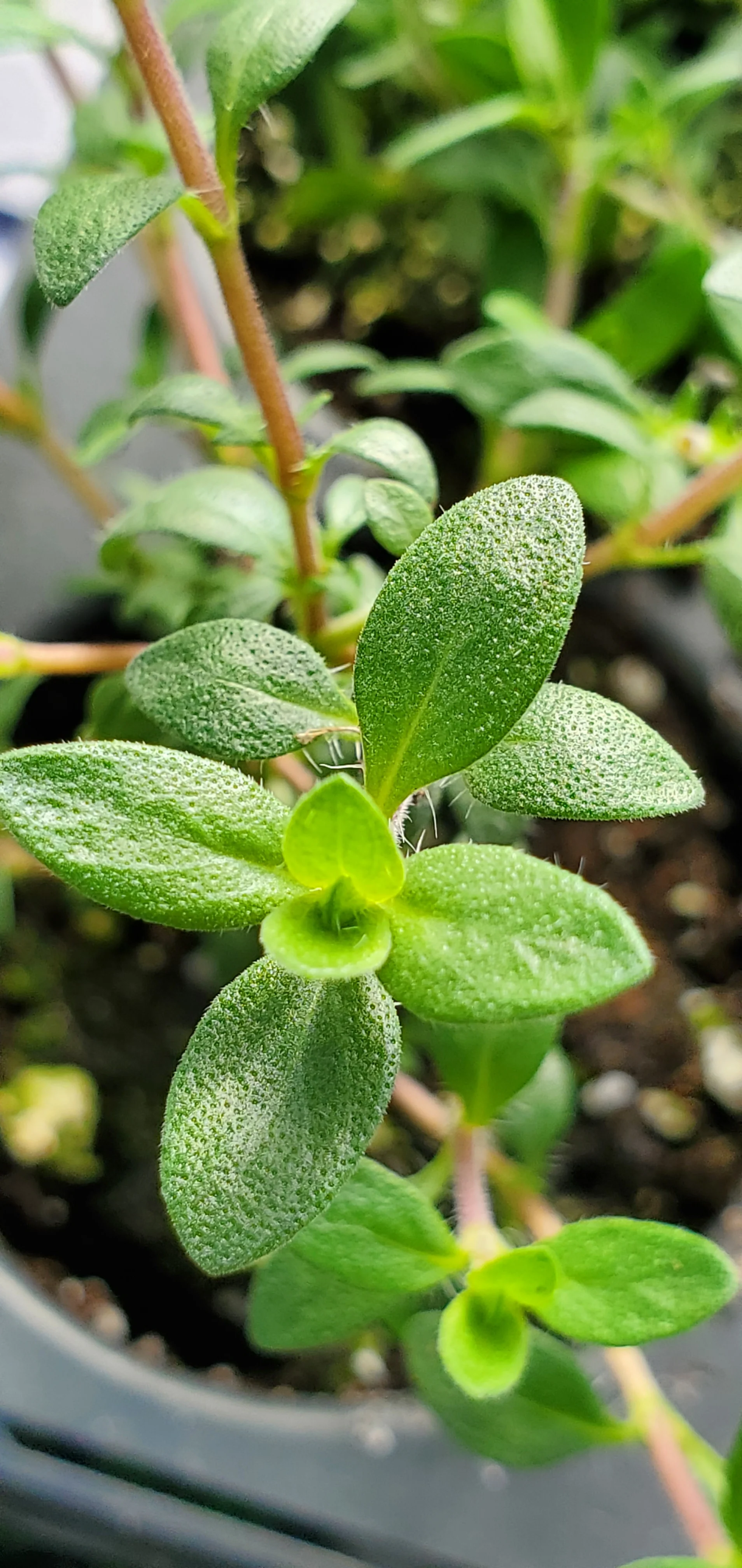 Sherbert Thyme - Image 3