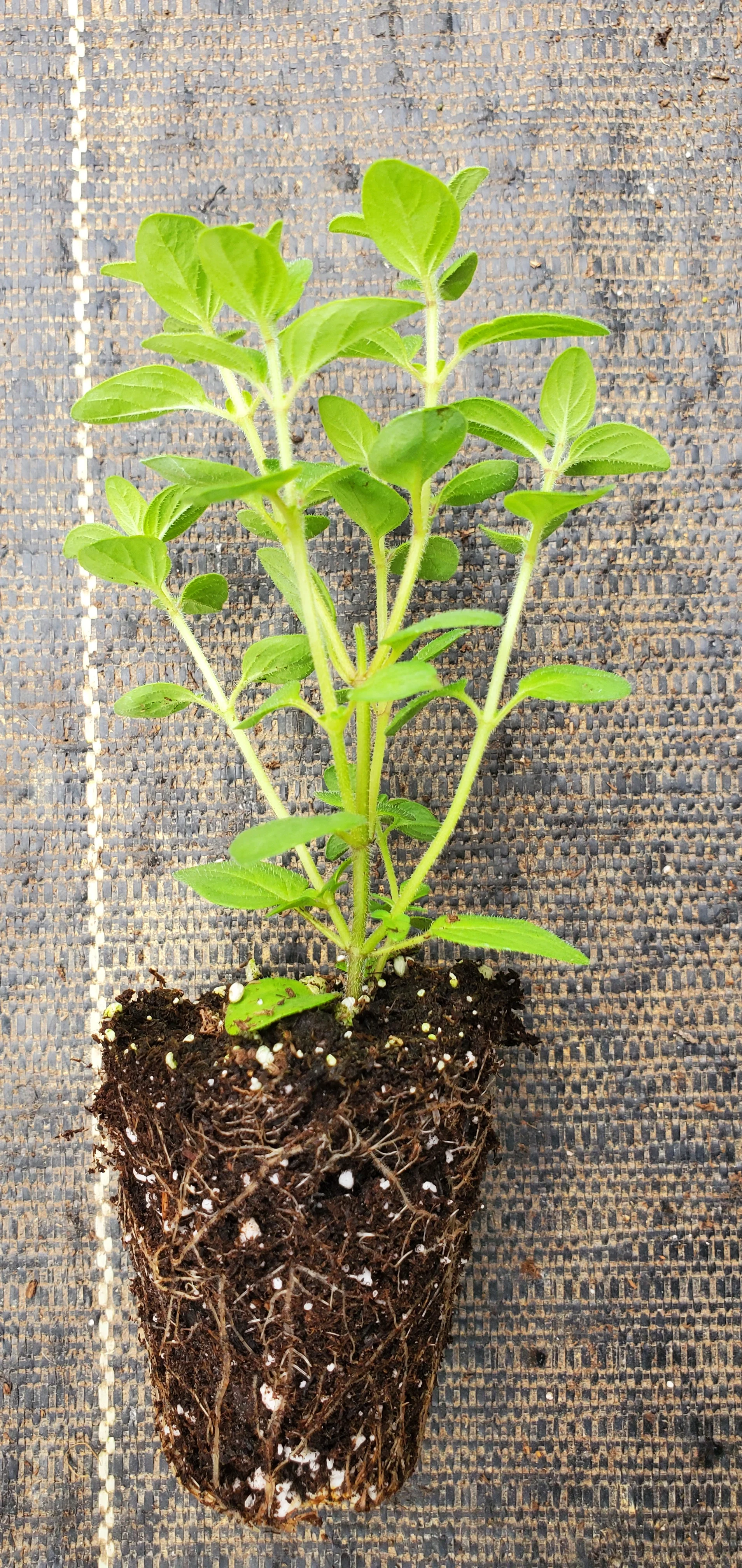 Showy Pink Oregano Sipyleum Turkish Oregano - Image 2