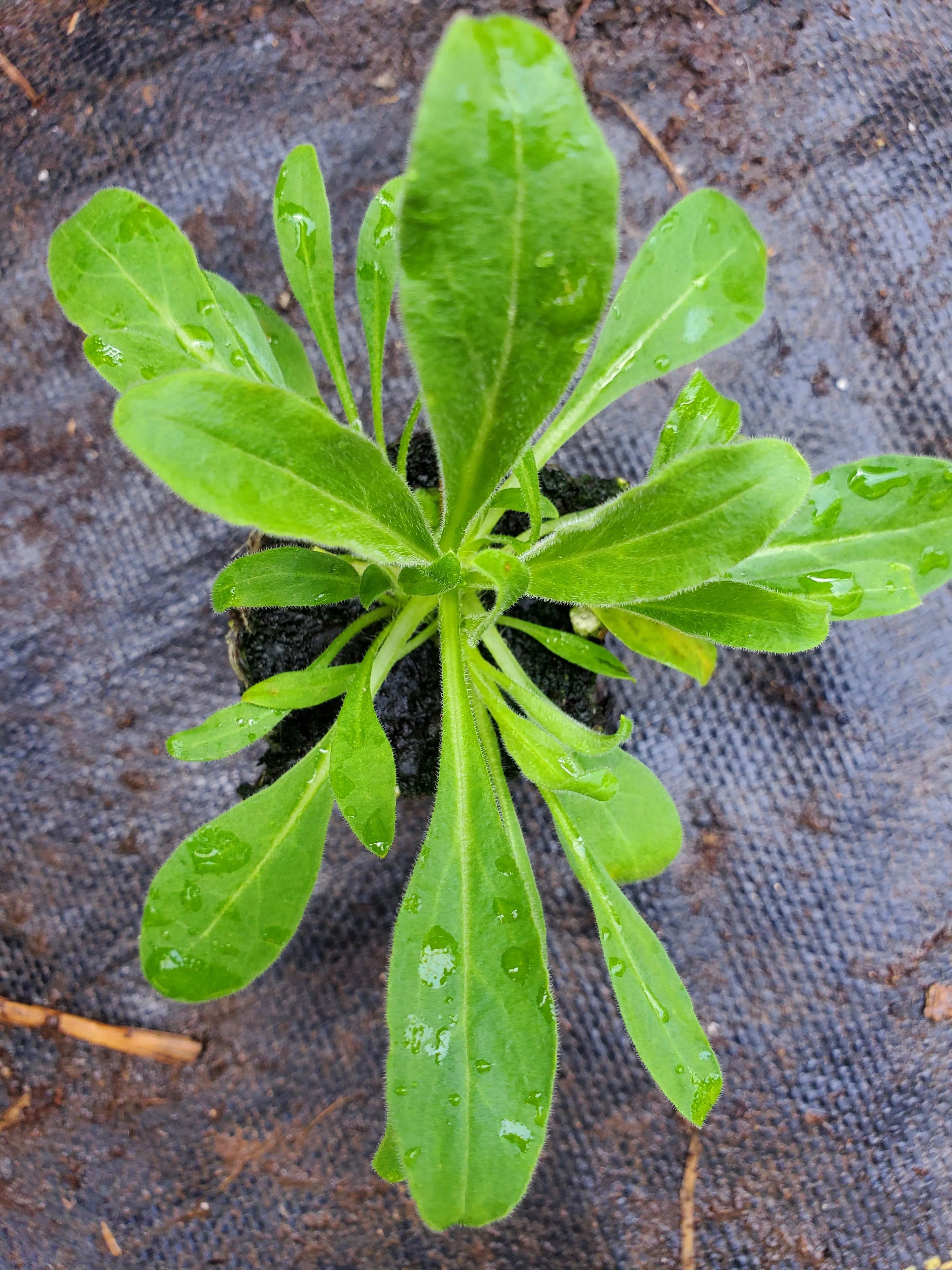 Silene Capensis Dream Root