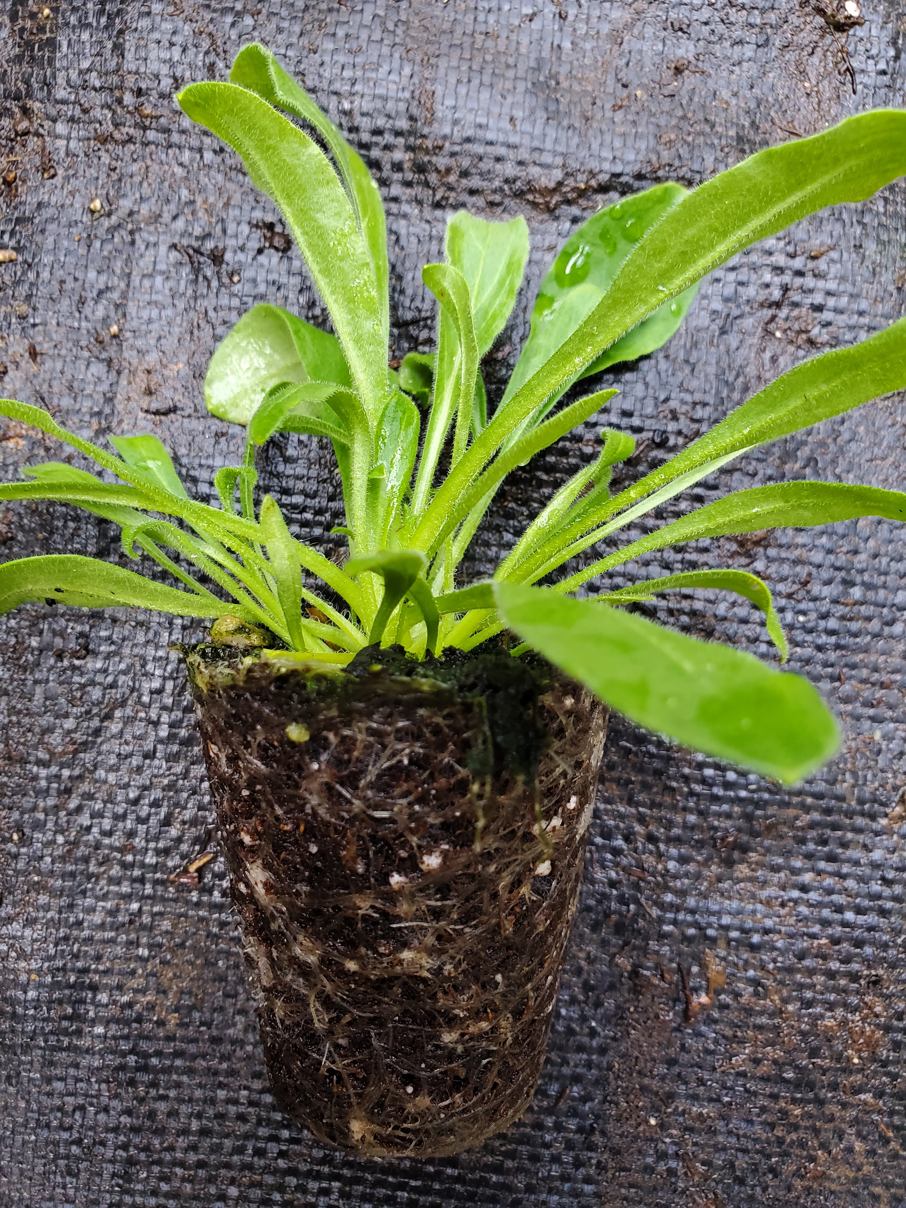 Silene Capensis Dream Root - Image 2