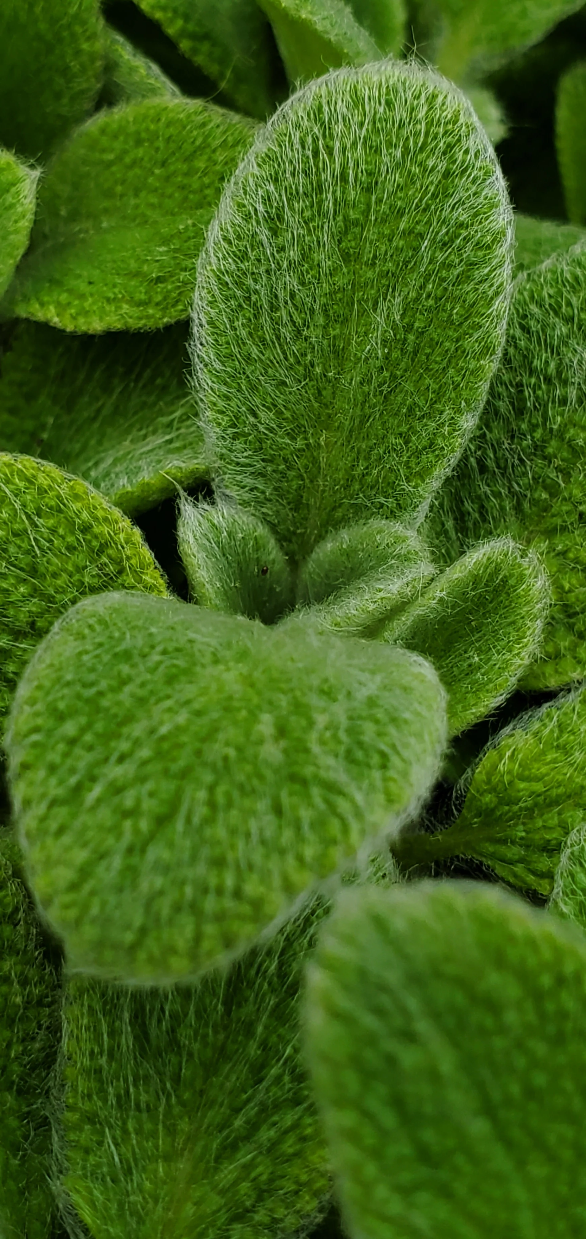 Silky Fleece Stachys byzantina