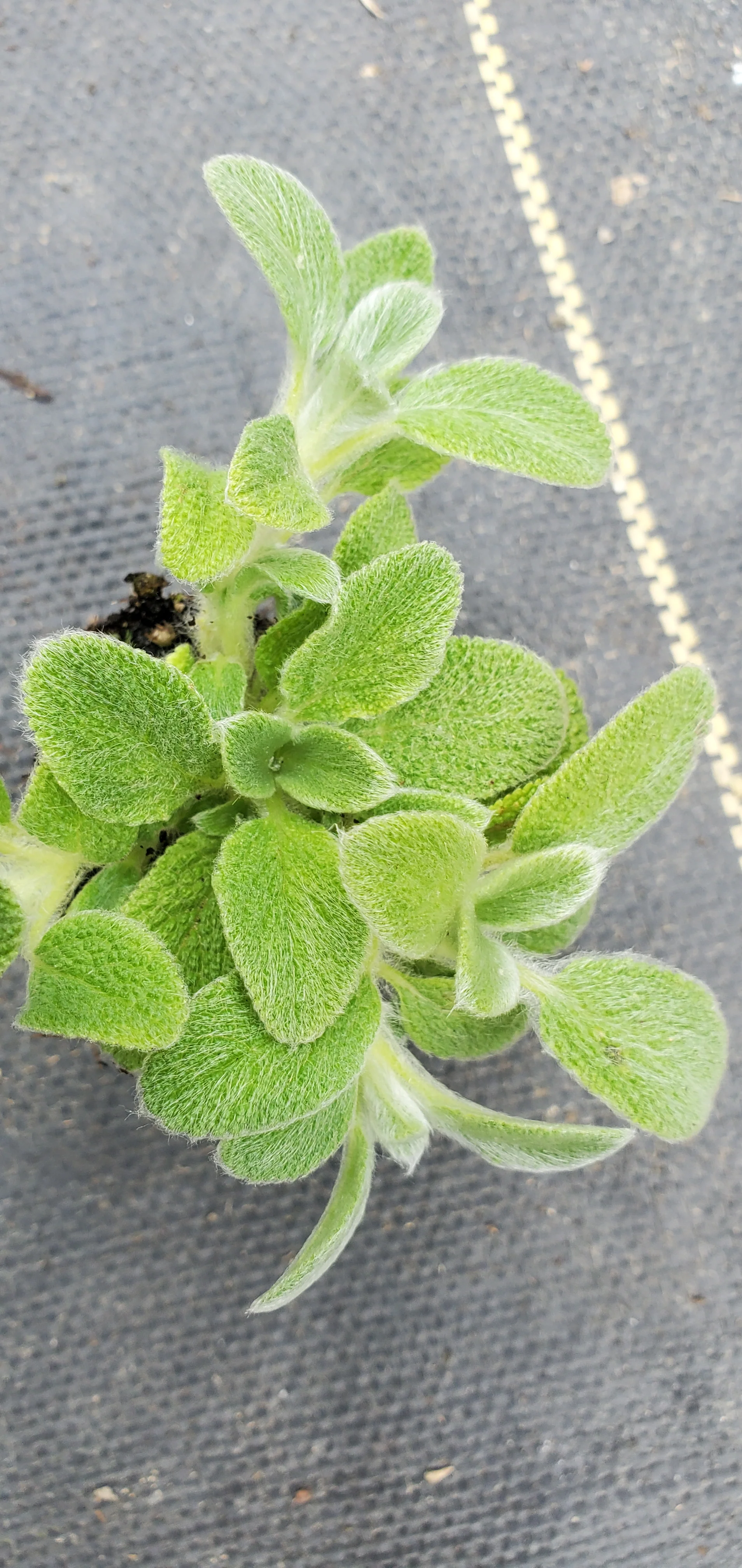 Silky Fleece Stachys byzantina - Image 2