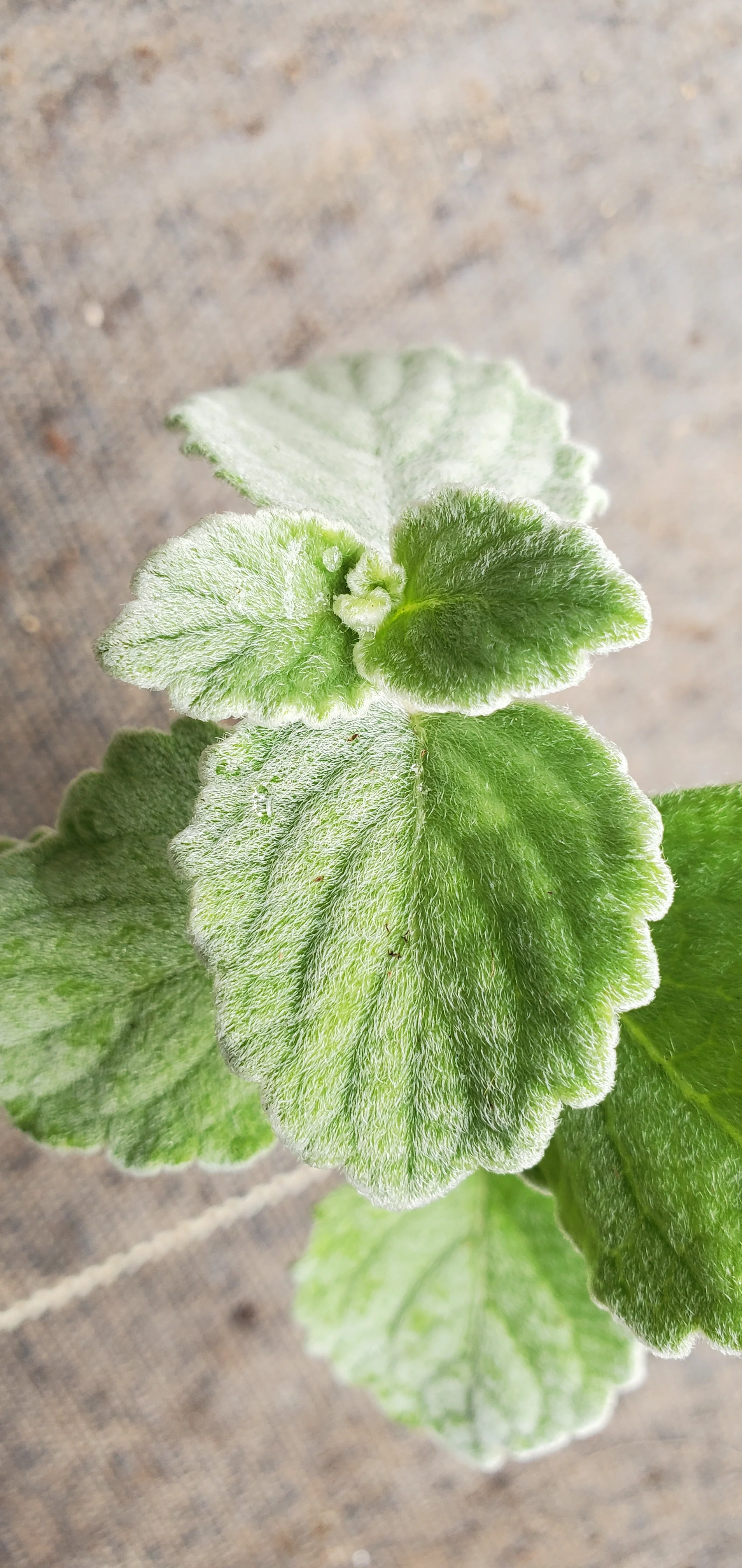 Silver Swedish Ivy Plectranthes - Image 2