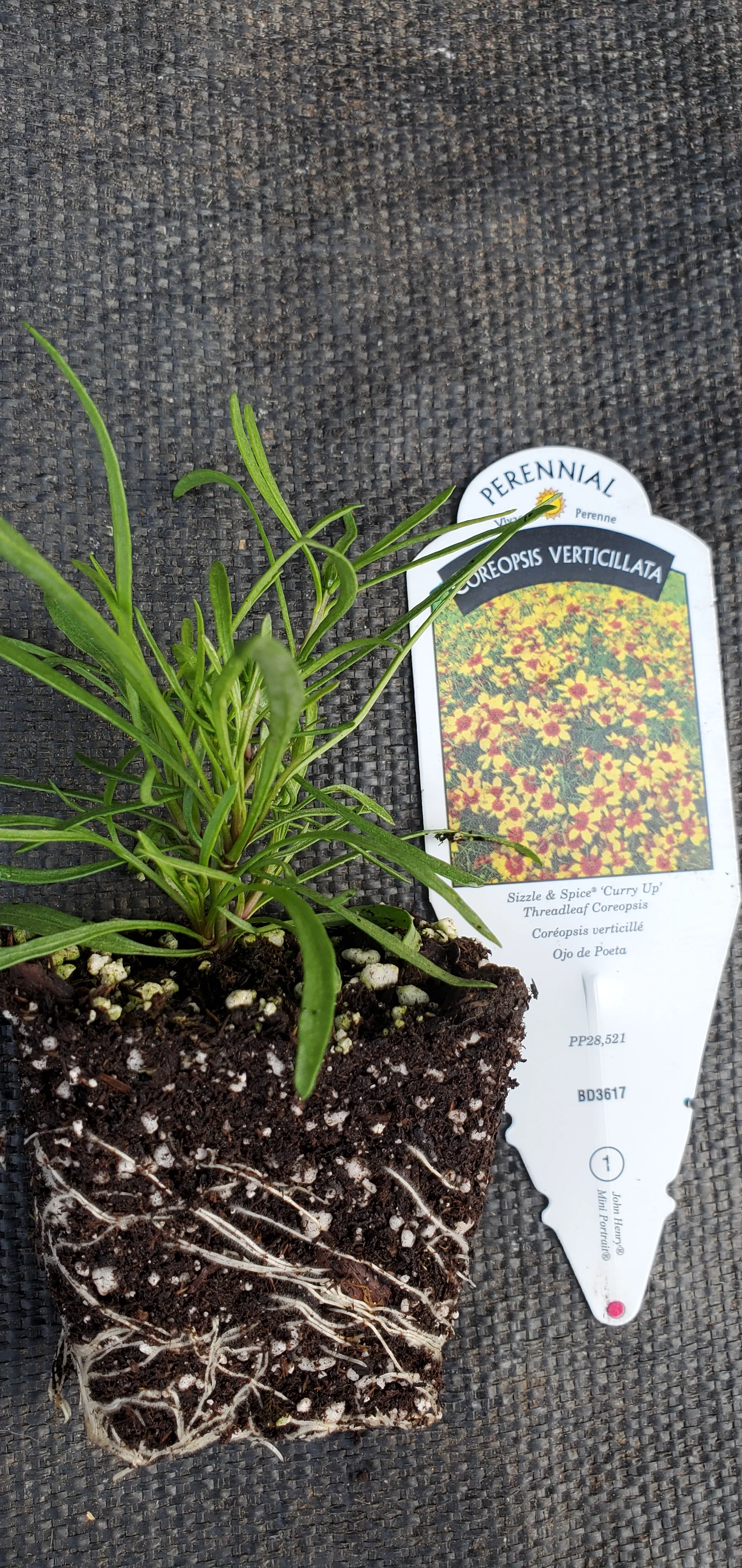Sizzle and Spice Curry Up Coreopsis verticillata