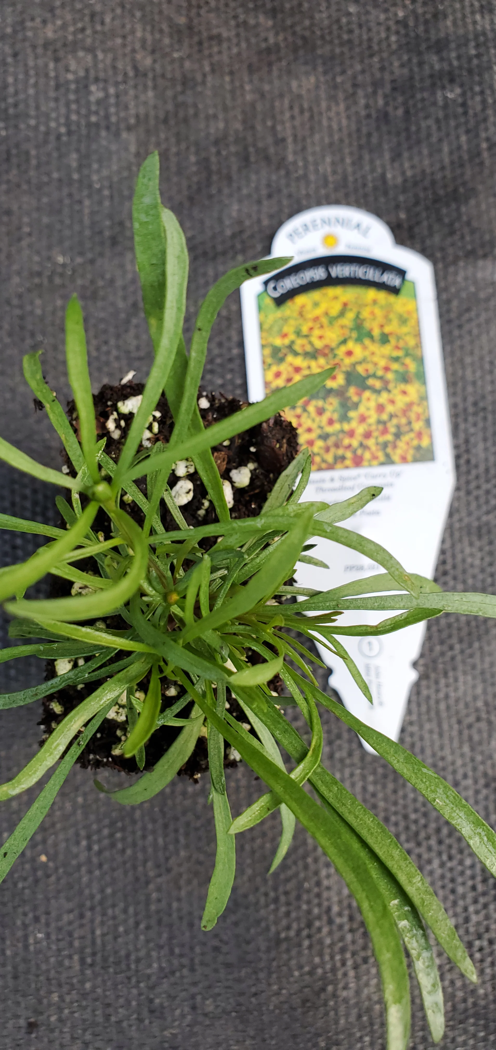 Sizzle and Spice Curry Up Coreopsis verticillata - Image 2