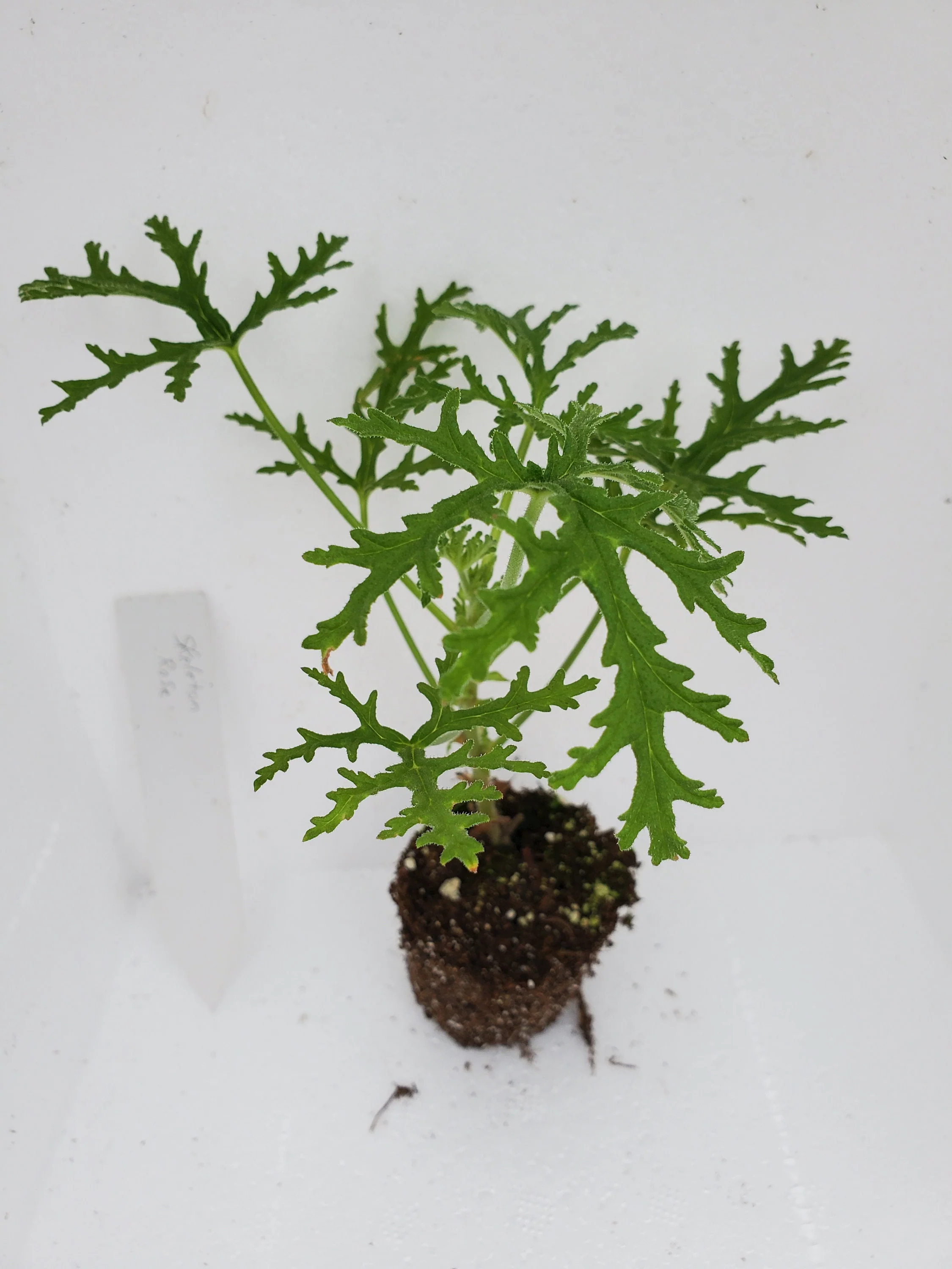 Skeleton Rose Scented Geranium