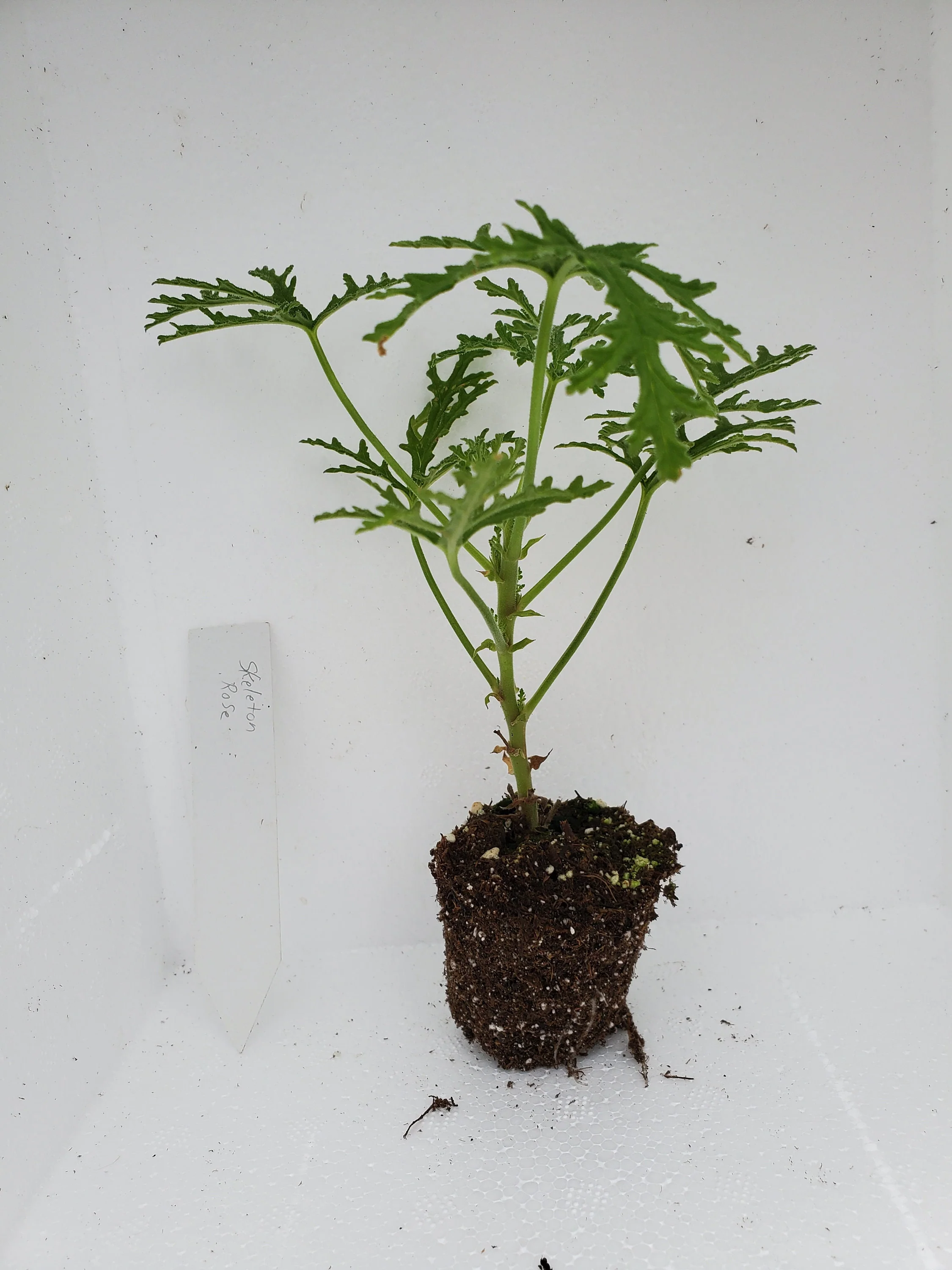 Skeleton Rose Scented Geranium - Image 2