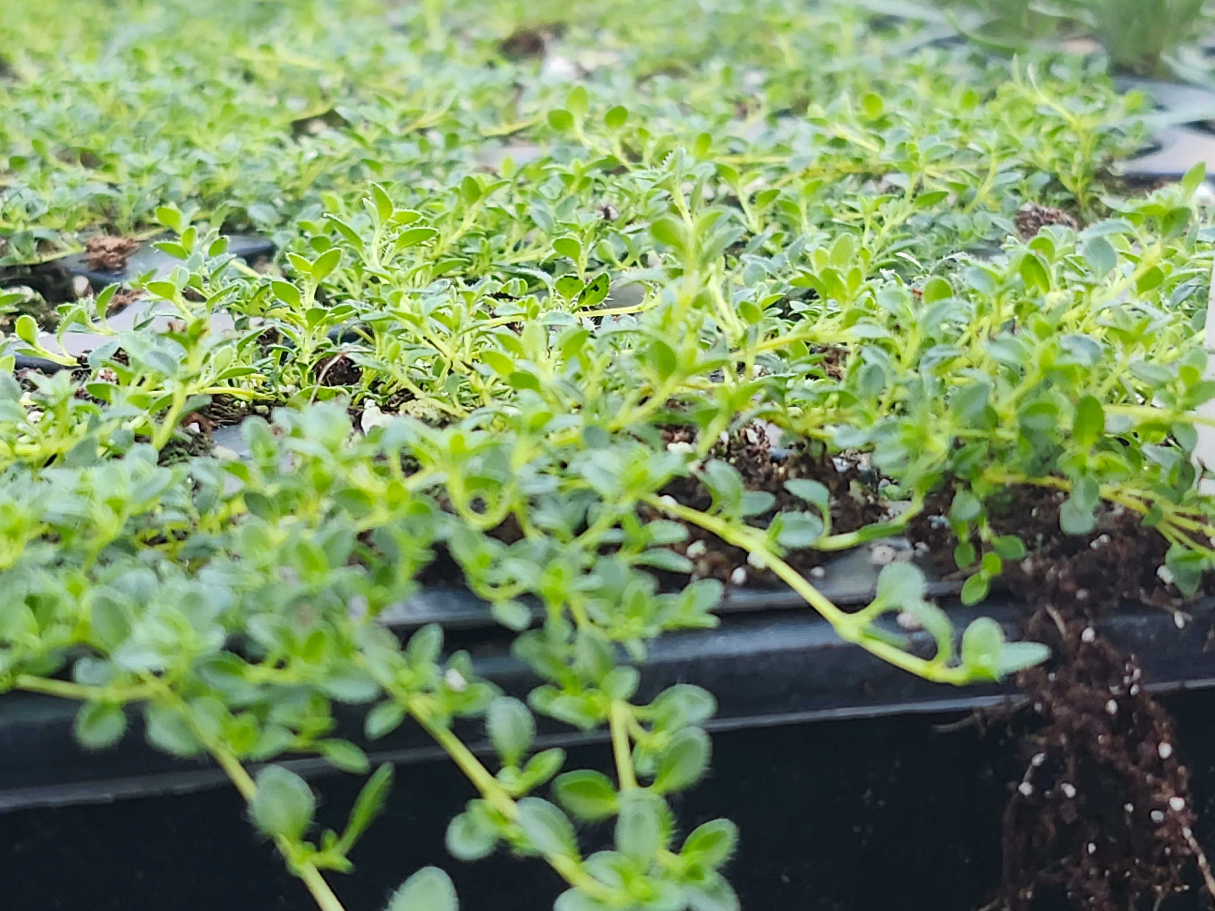 Snowdrift Thyme - Image 2