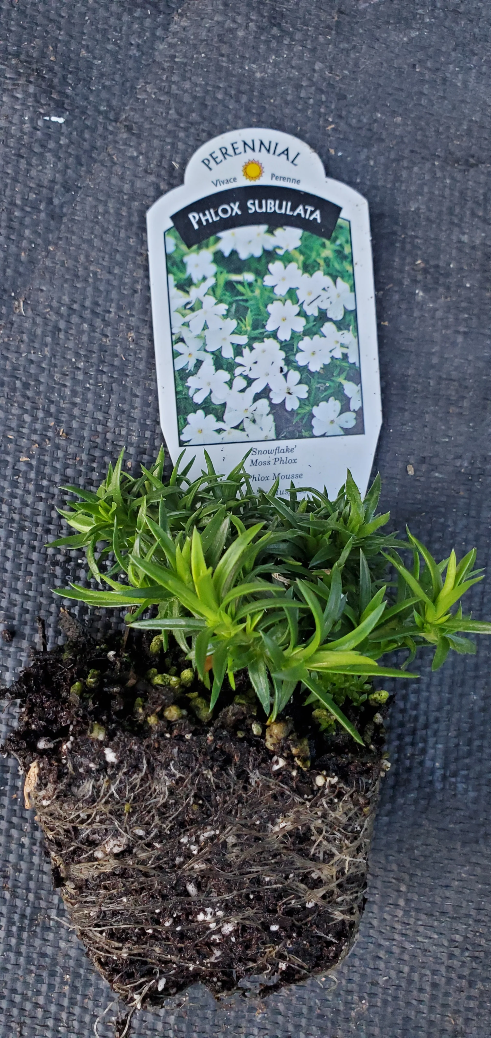 Snowflake Phlox subulata.