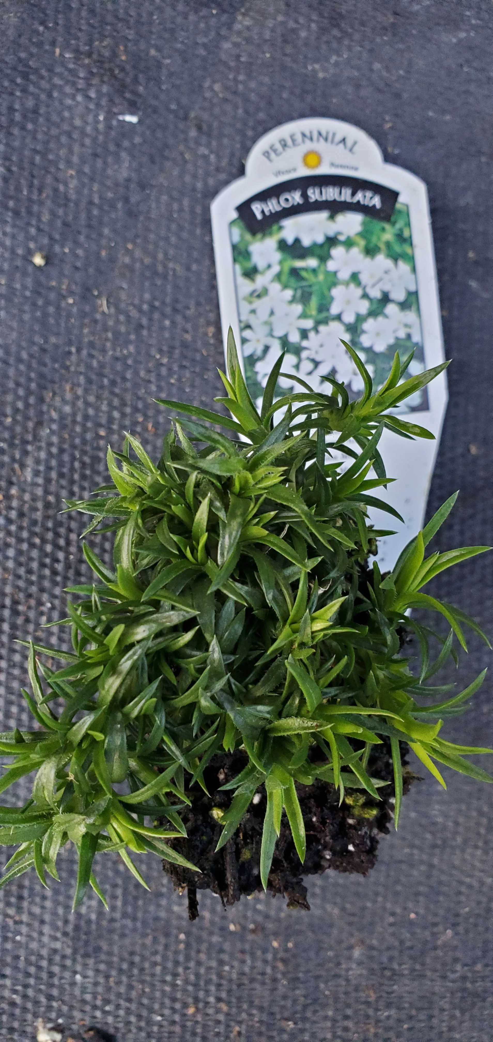 Snowflake Phlox subulata. - Image 2