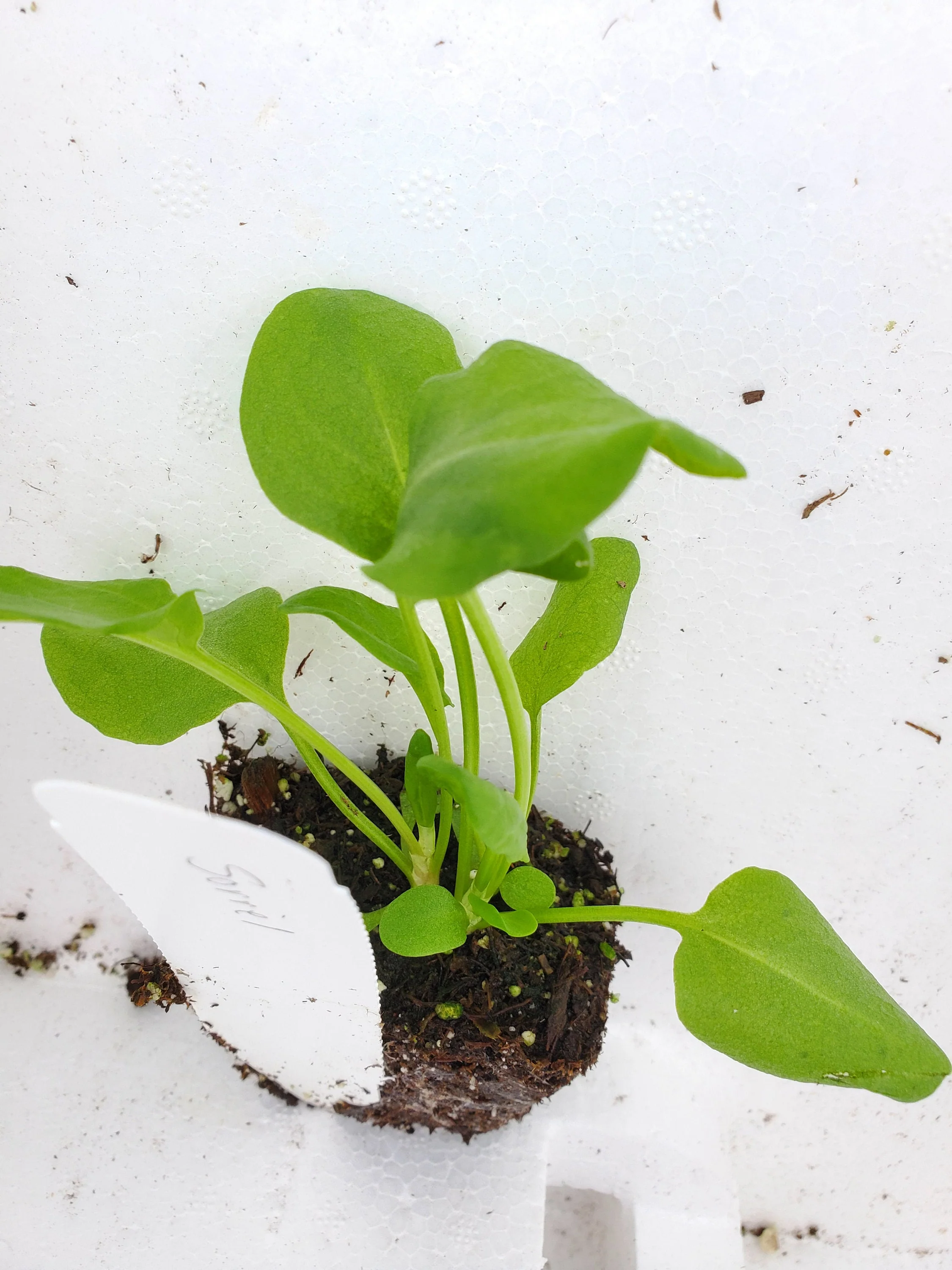 Sorrel