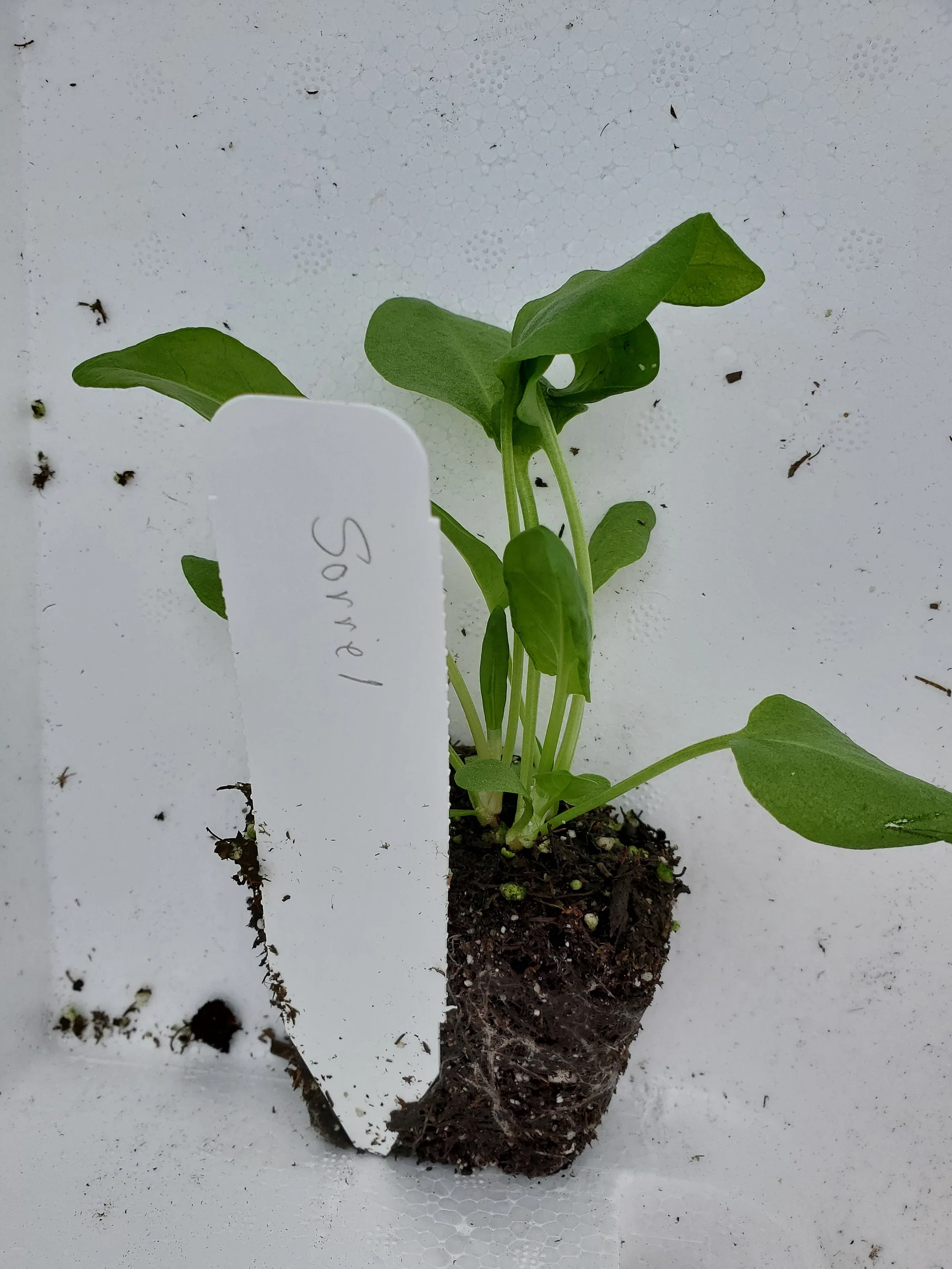 Sorrel - Image 2