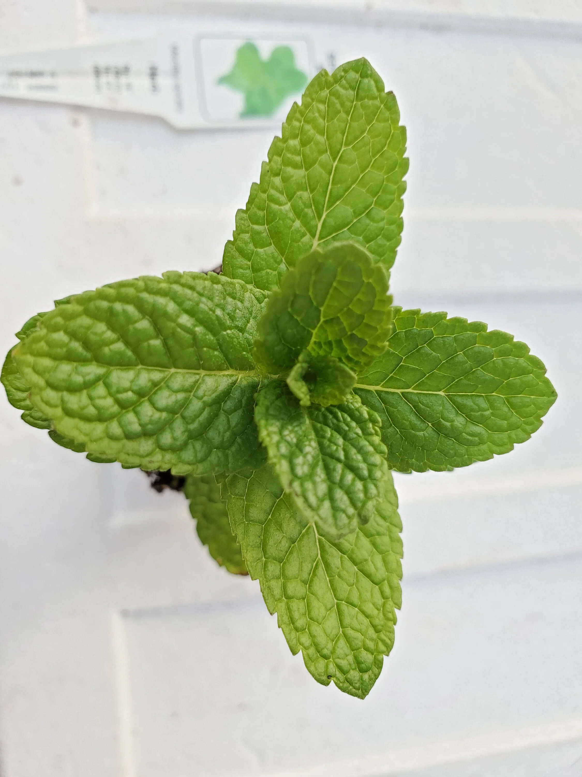 Spanish Mint Mentha spicata