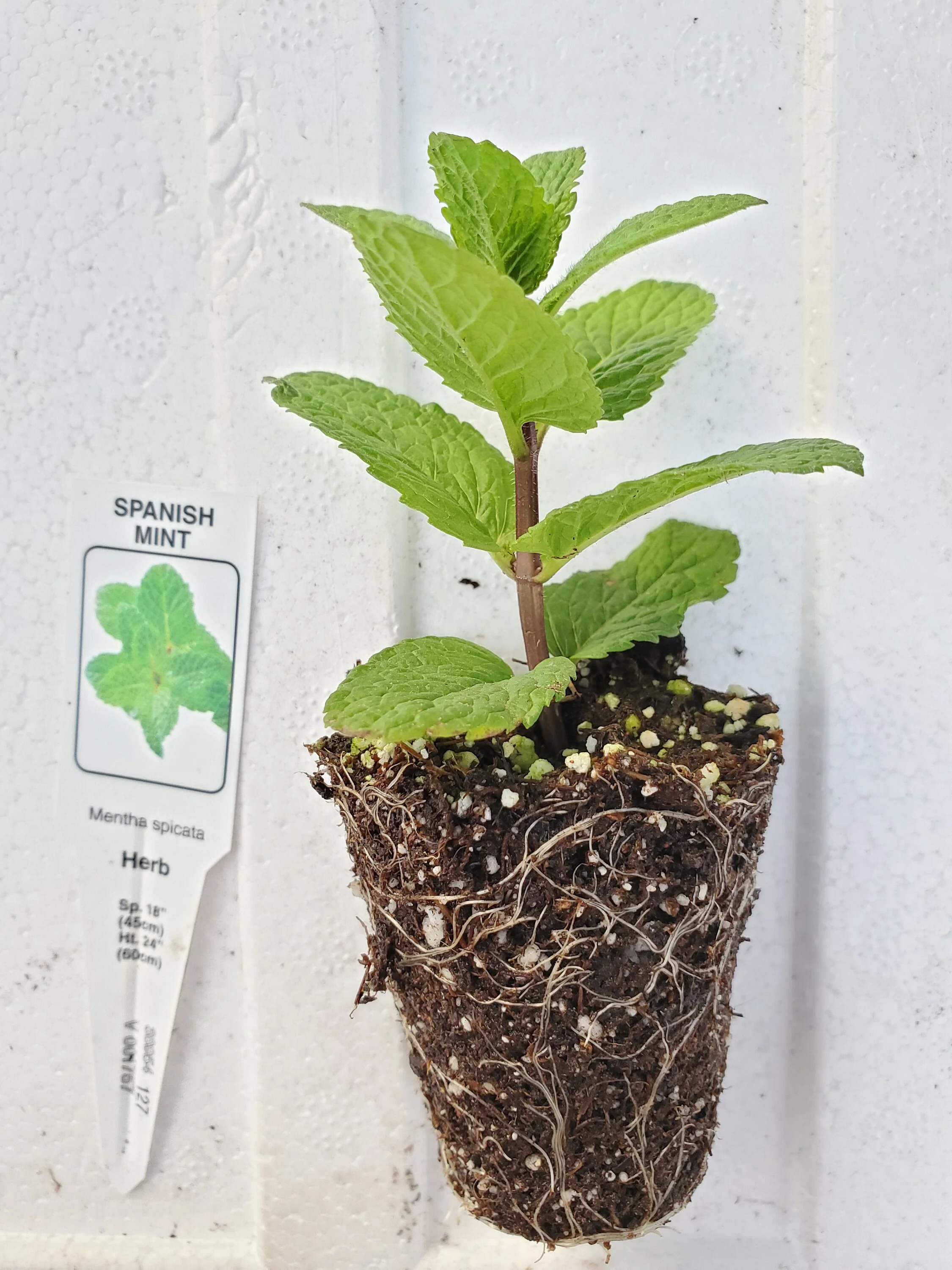Spanish Mint Mentha spicata - Image 2