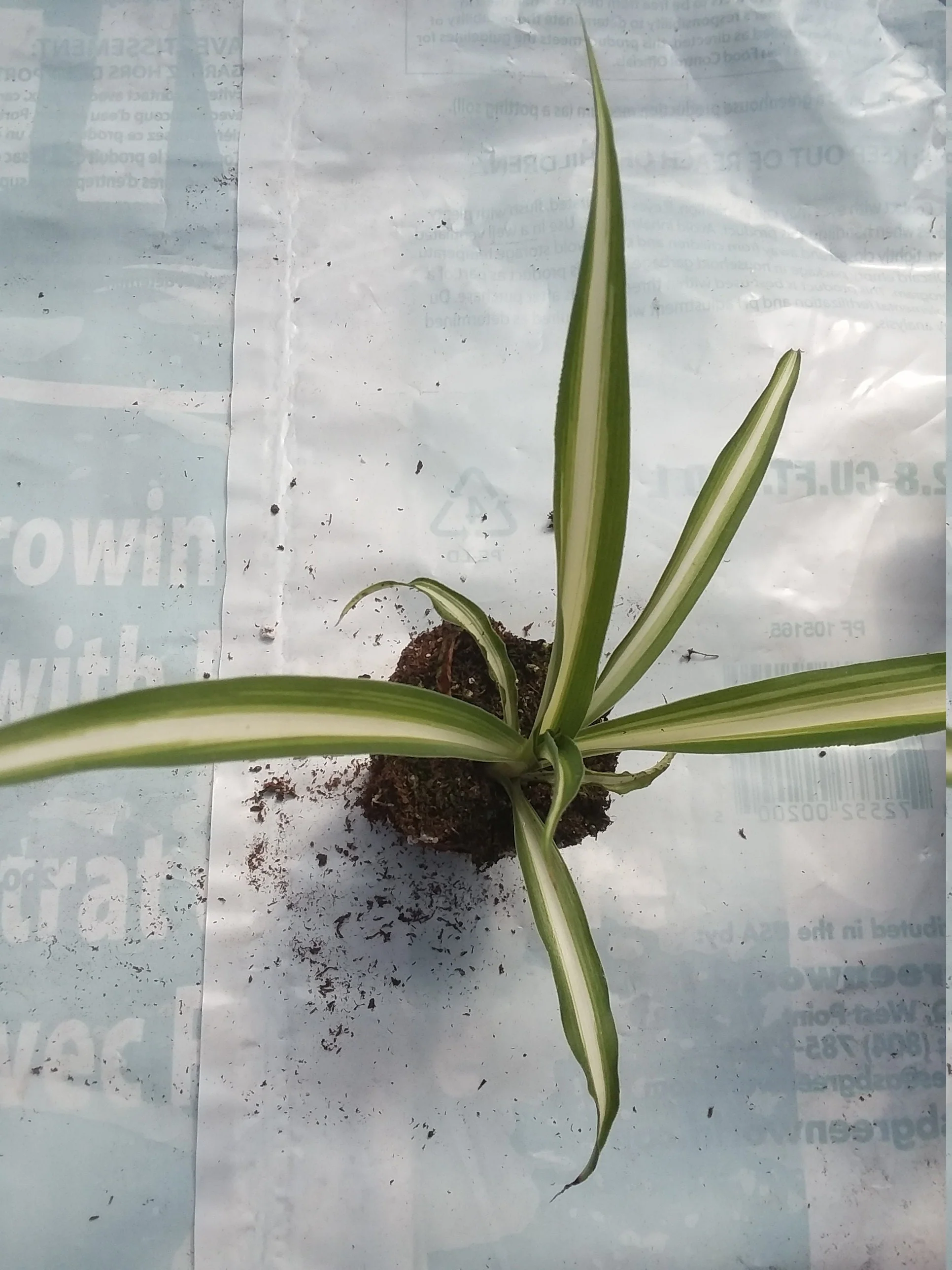 Spider plant starter
