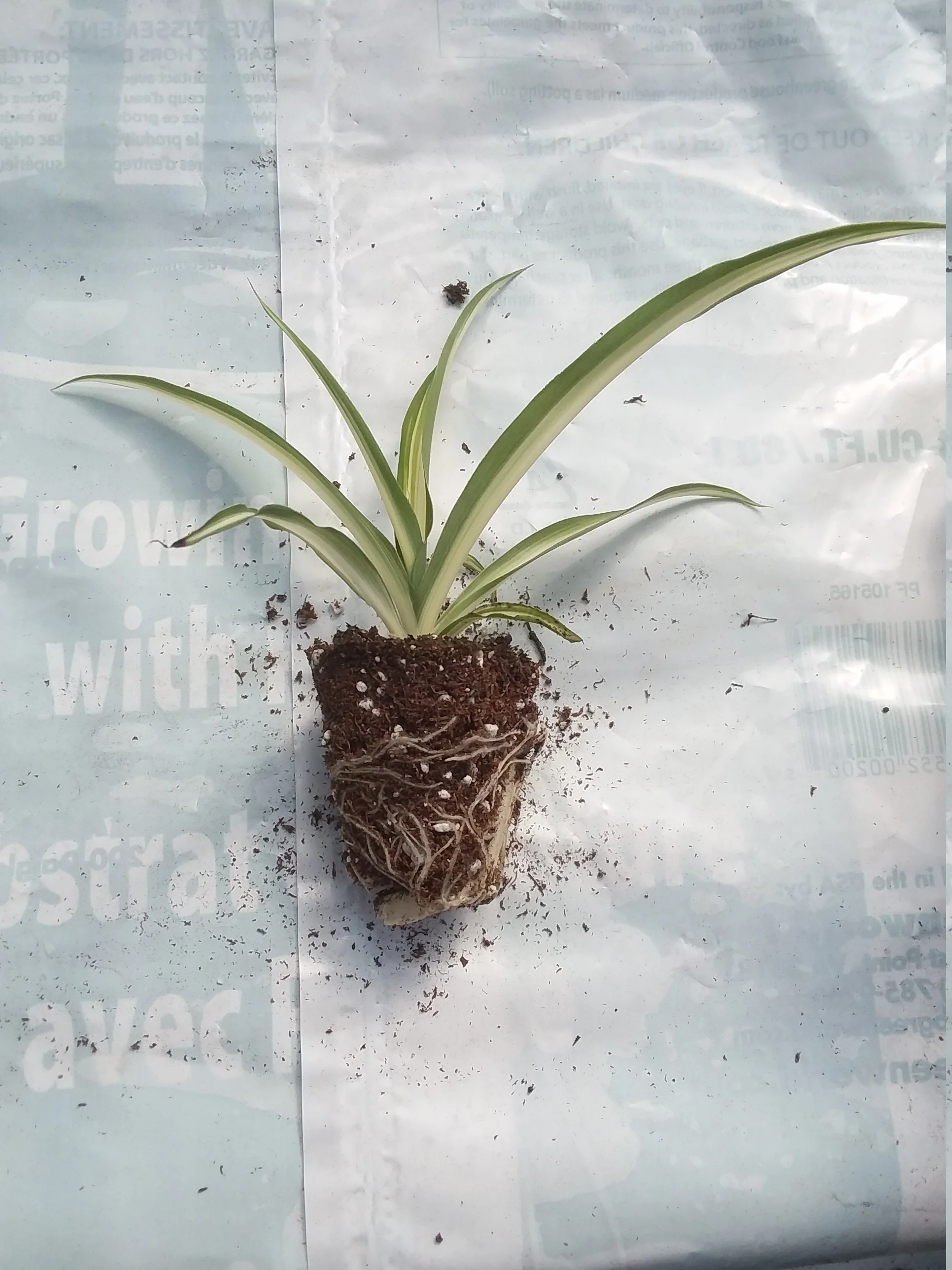 Spider plant starter - Image 2
