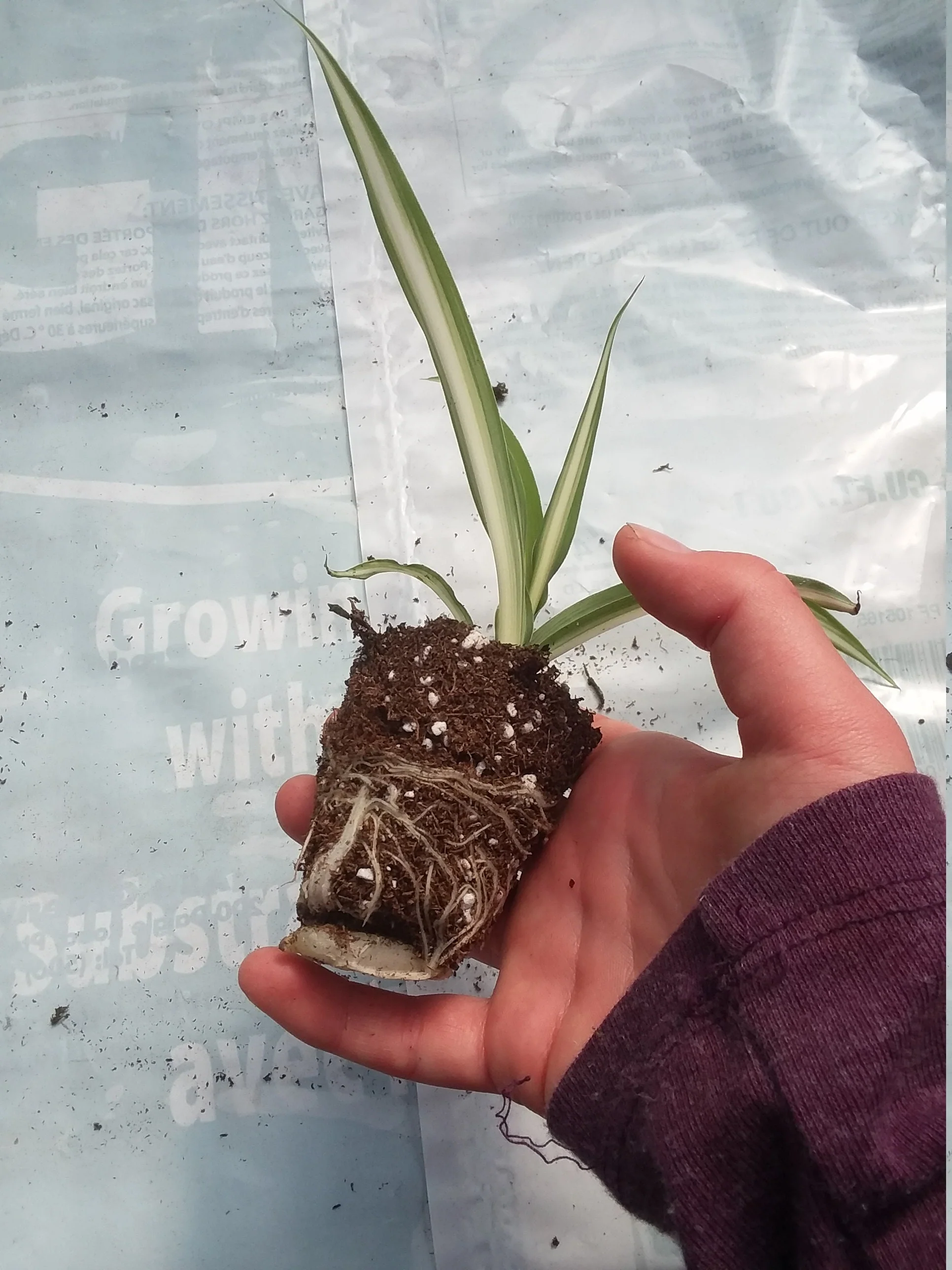 Spider plant starter - Image 3