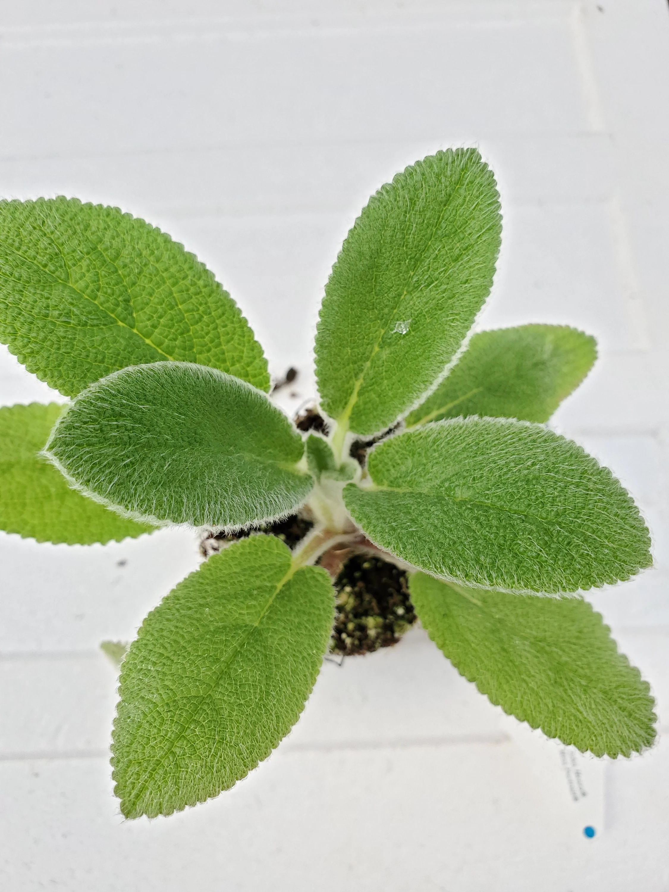 Stachys byzantina  Helene Von Stein