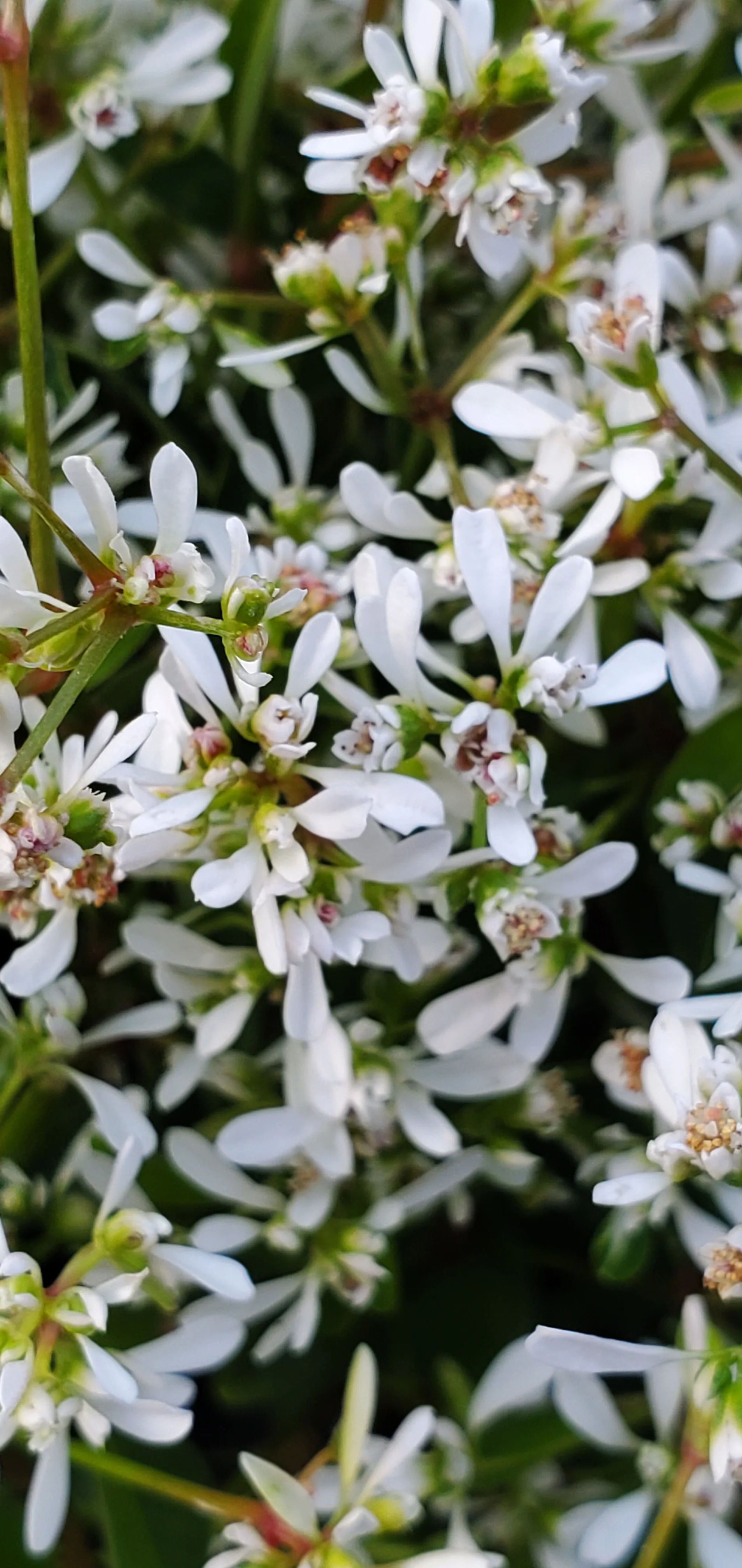 Star Dust Super Flash Euphorbia