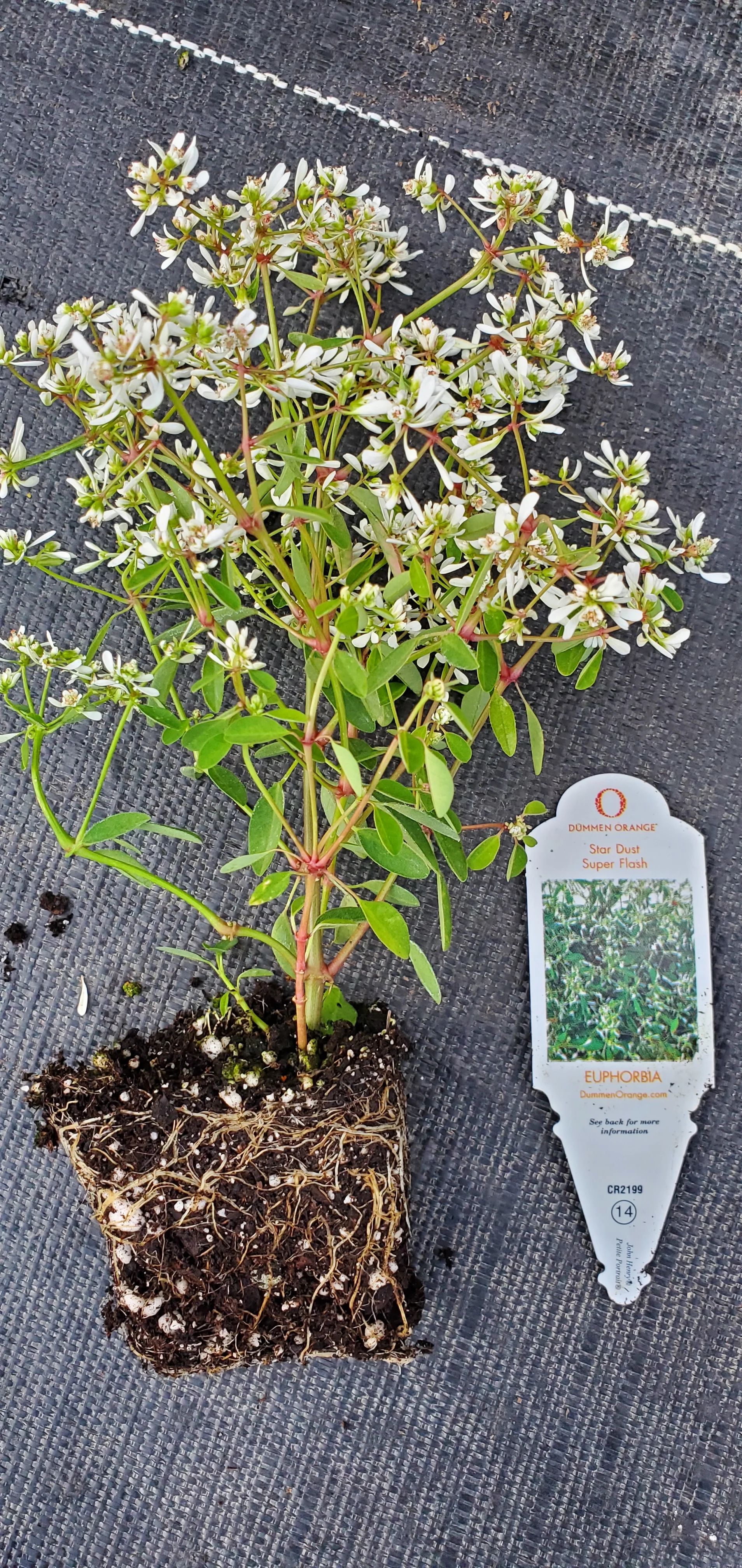 Star Dust Super Flash Euphorbia - Image 2