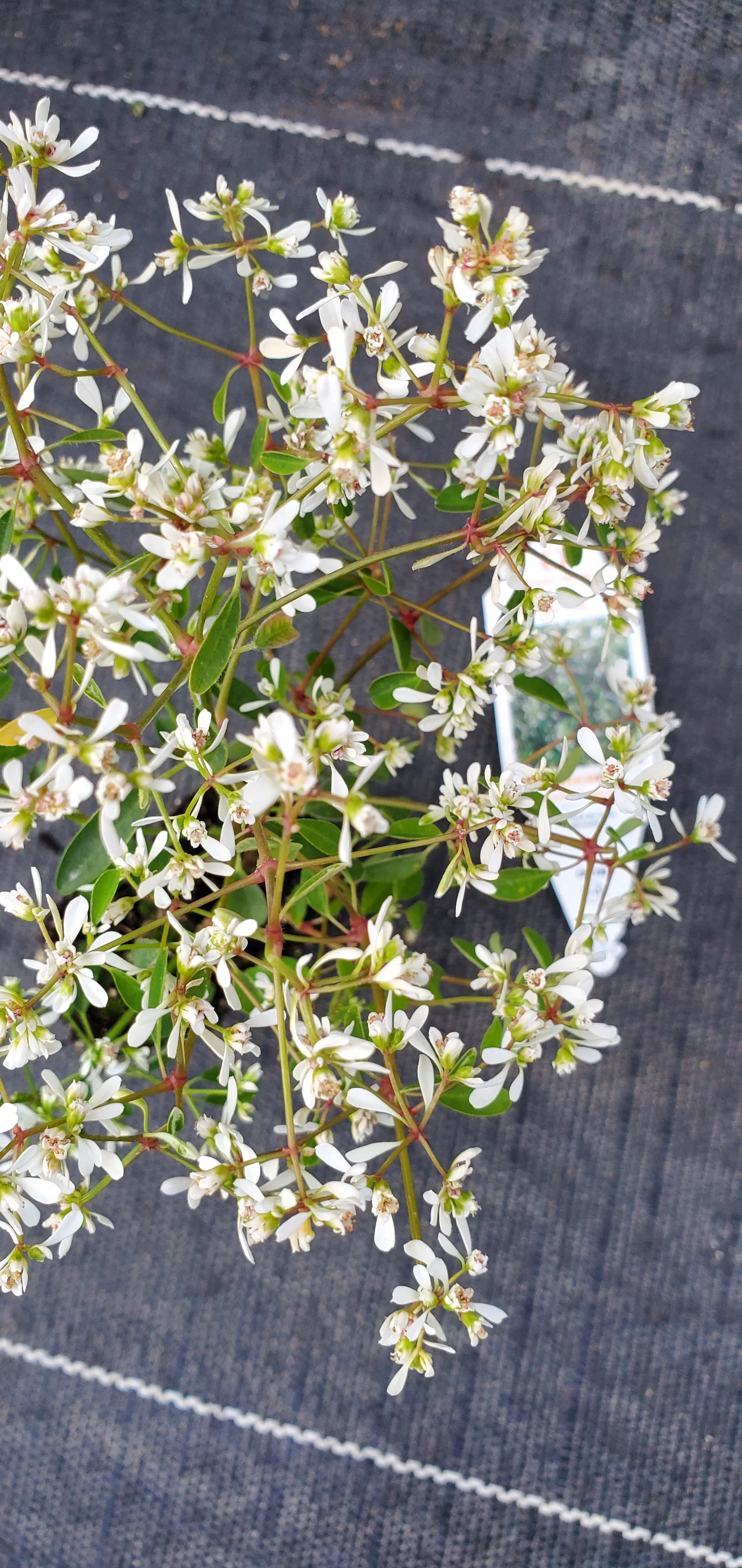 Star Dust Super Flash Euphorbia - Image 3