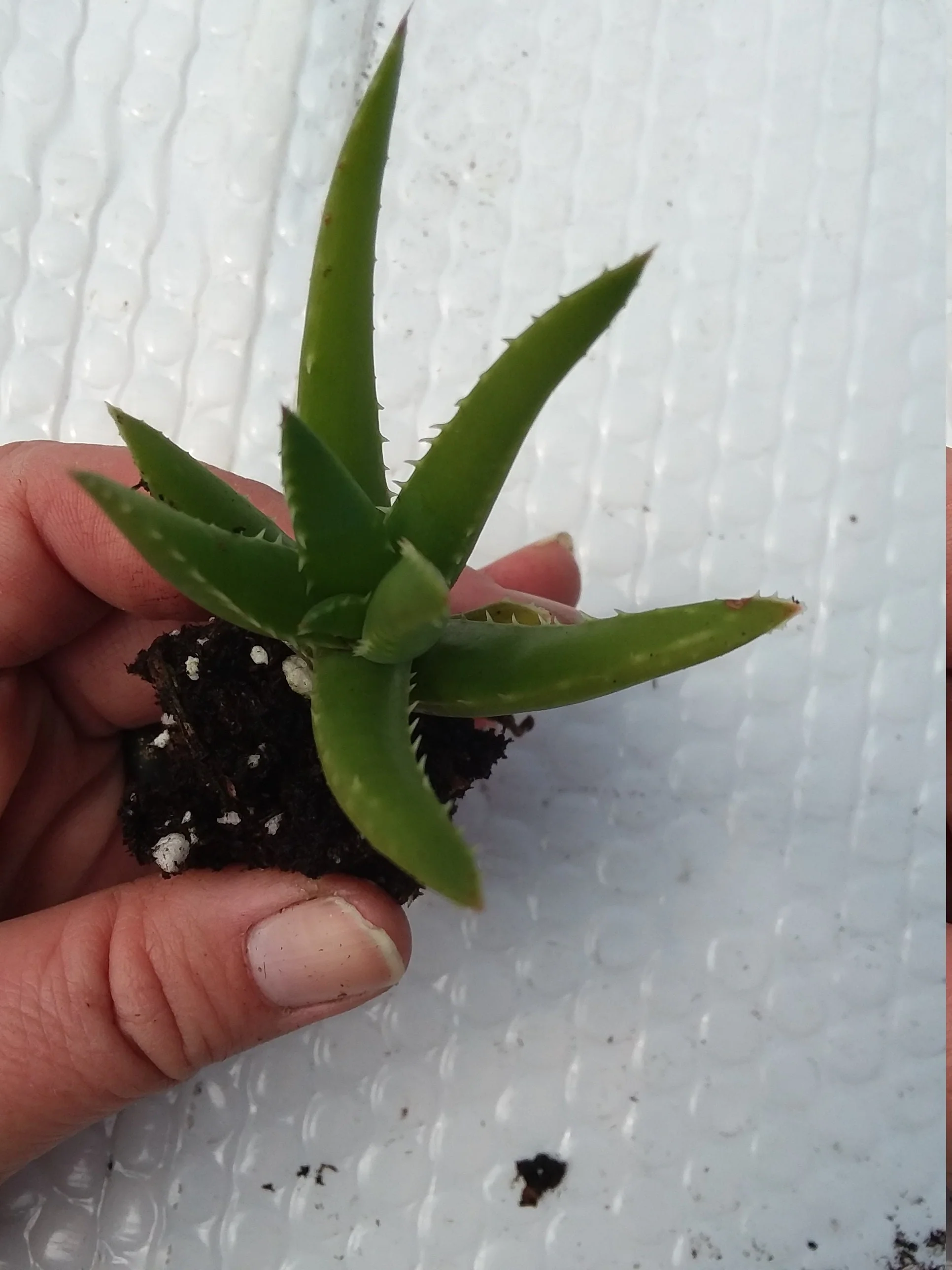 Starter Aloe type