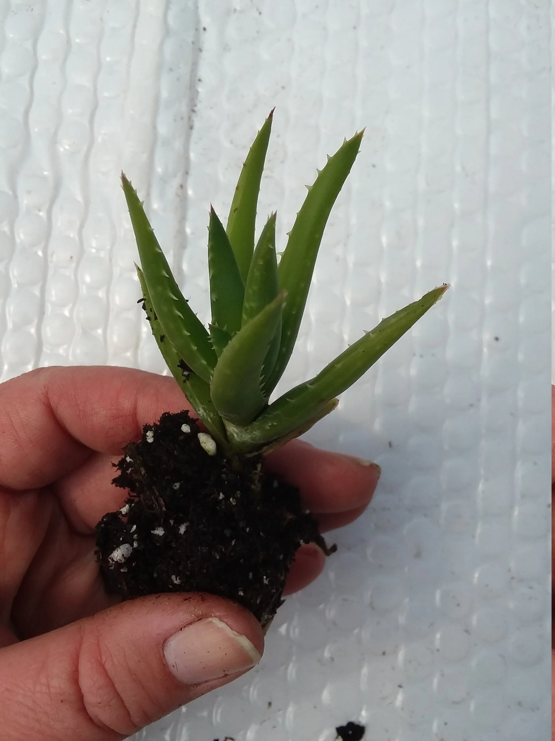 Starter Aloe type - Image 2