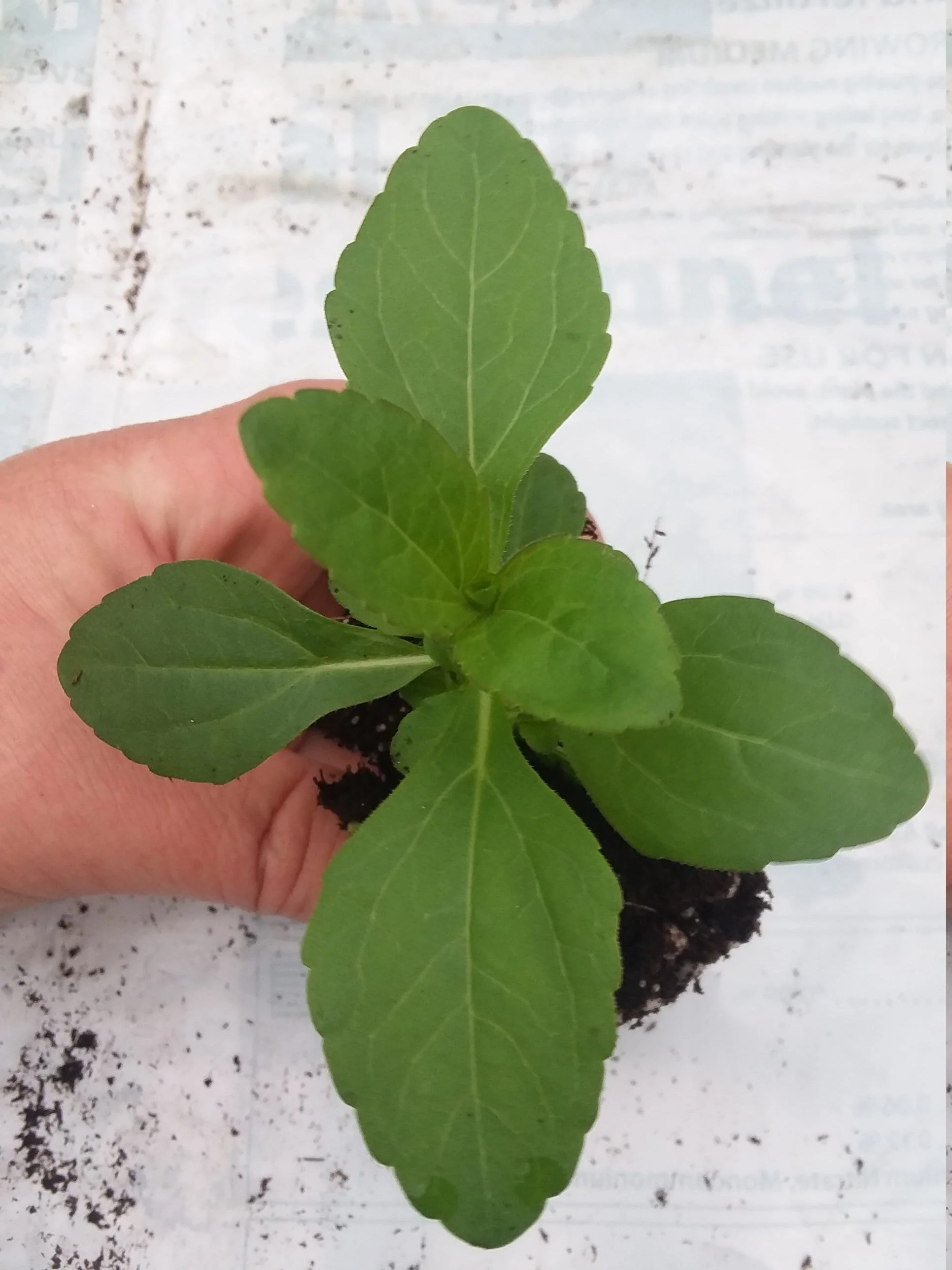 Stevia