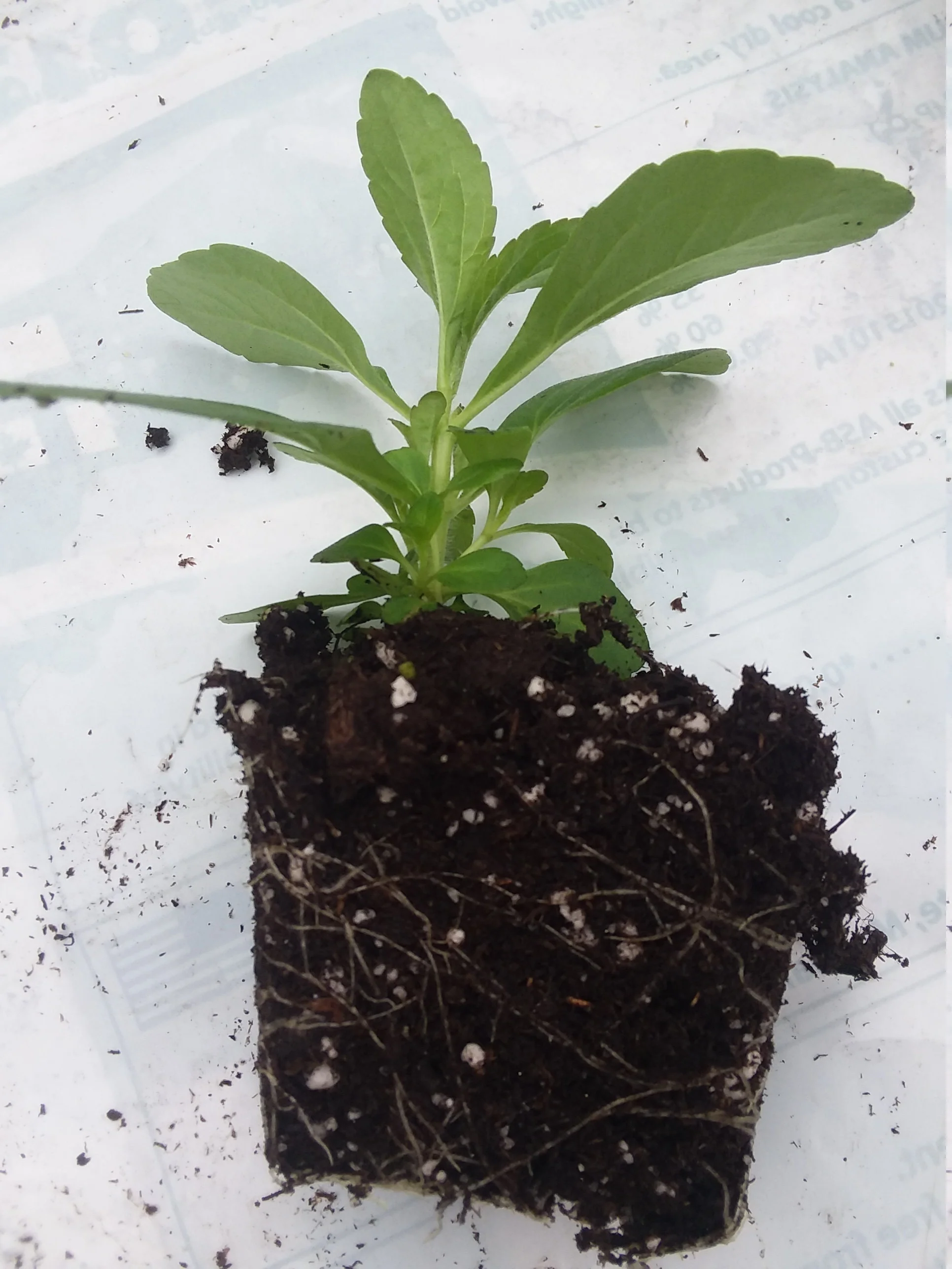 Stevia - Image 2